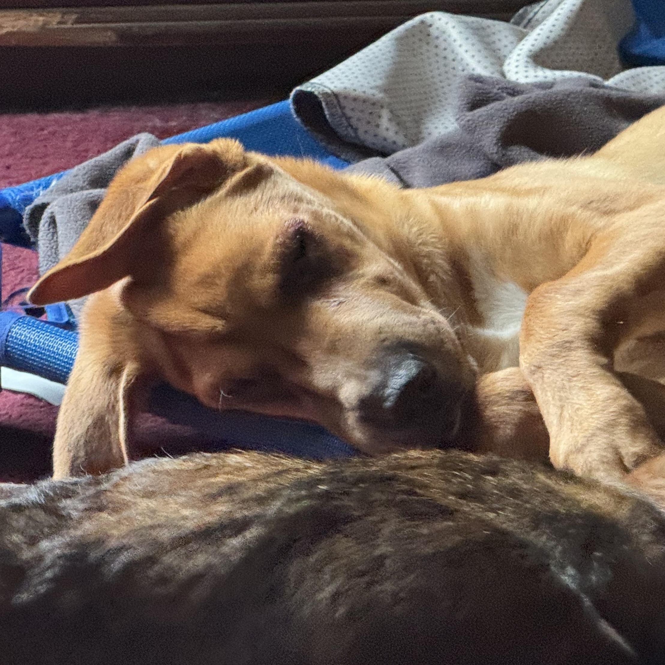 Enlarge Chaos, a Adoptable mixed breed in Ragland, AL image 3/5