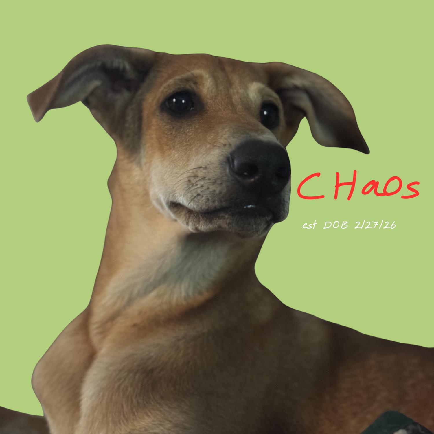 Enlarge Chaos, a Adoptable mixed breed in Ragland, AL image 4/5