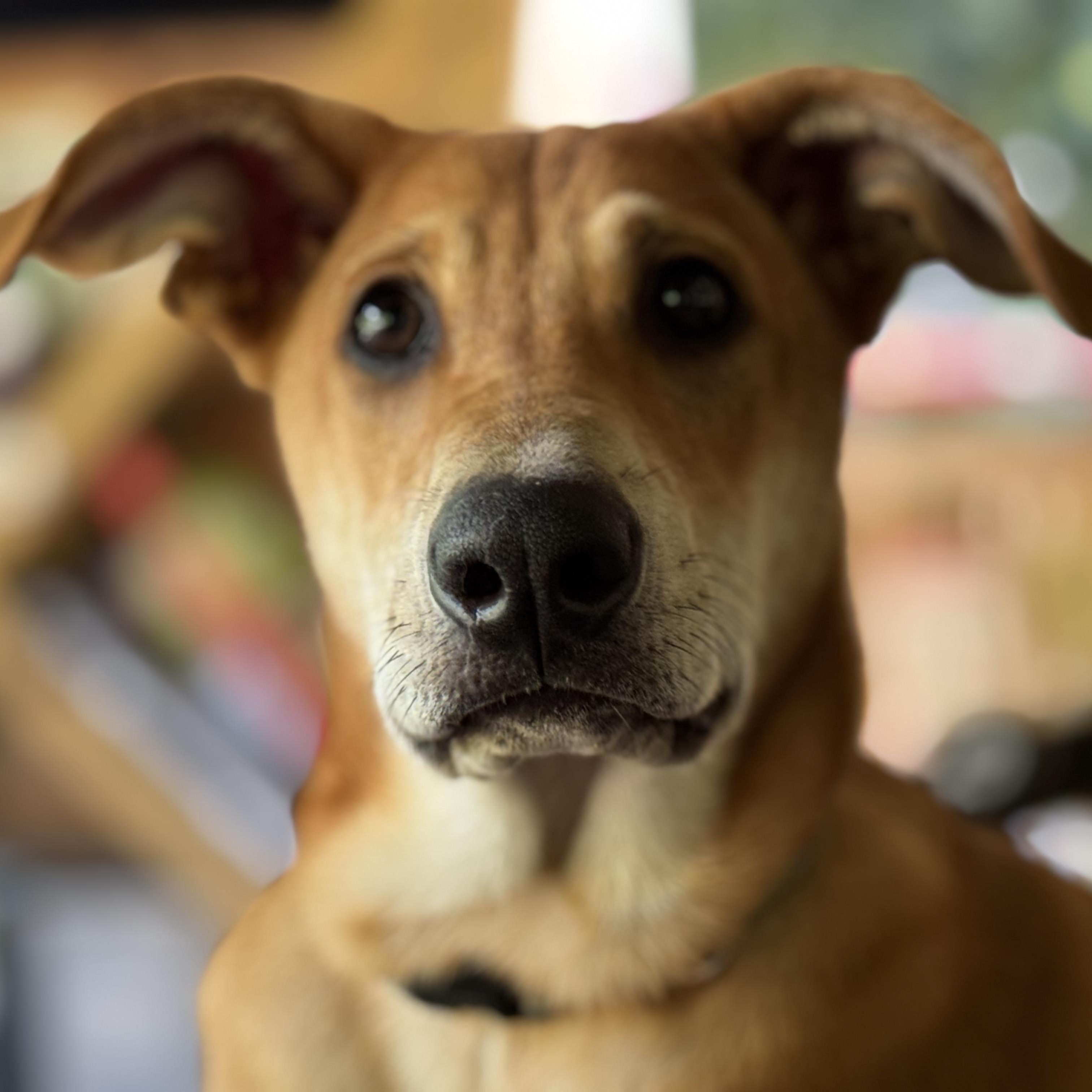 Enlarge Chaos, a Adoptable mixed breed in Ragland, AL image 1/5