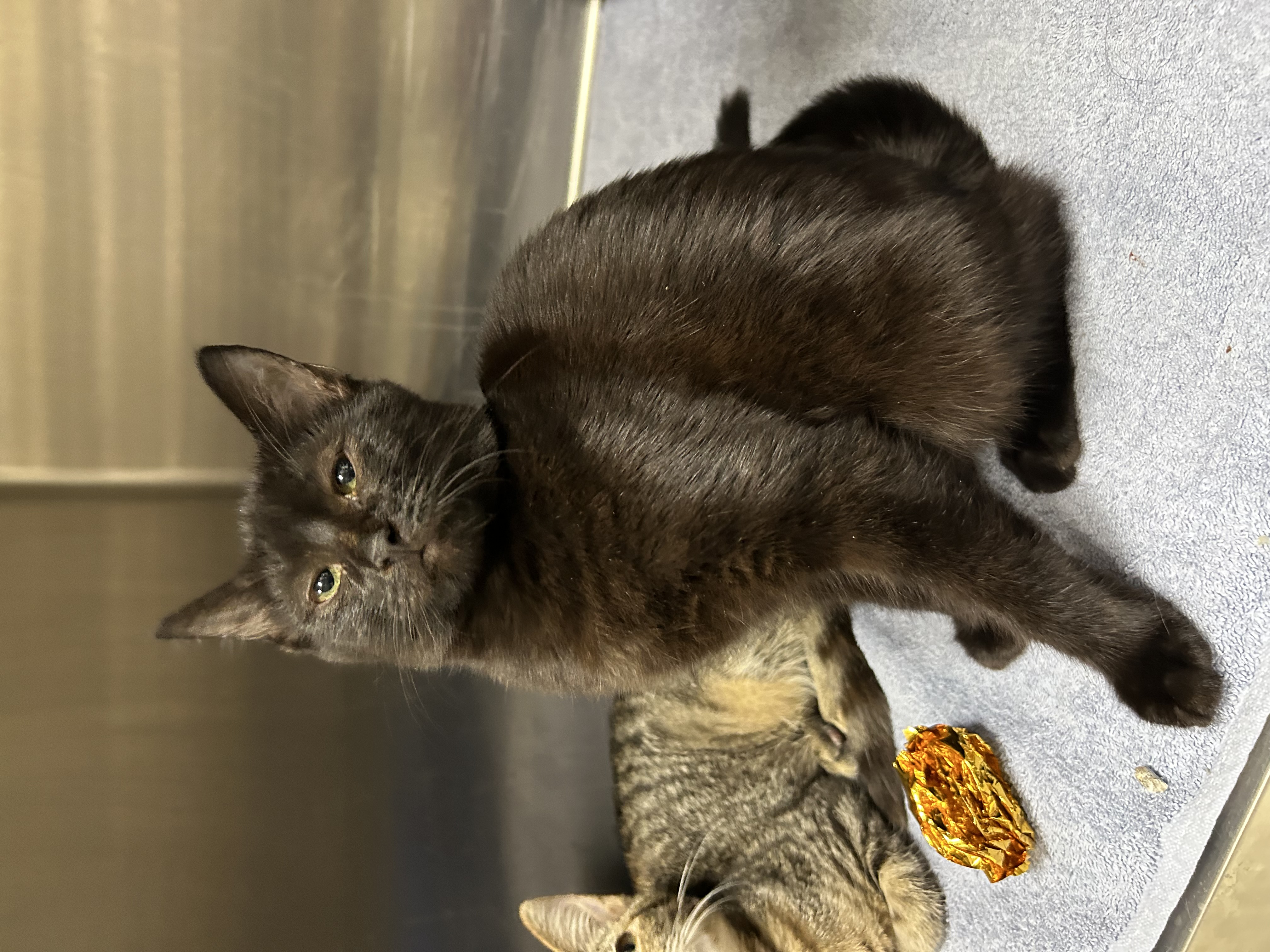 Cat for adoption Alexis, a Domestic Short Hair in La Grange Park, IL