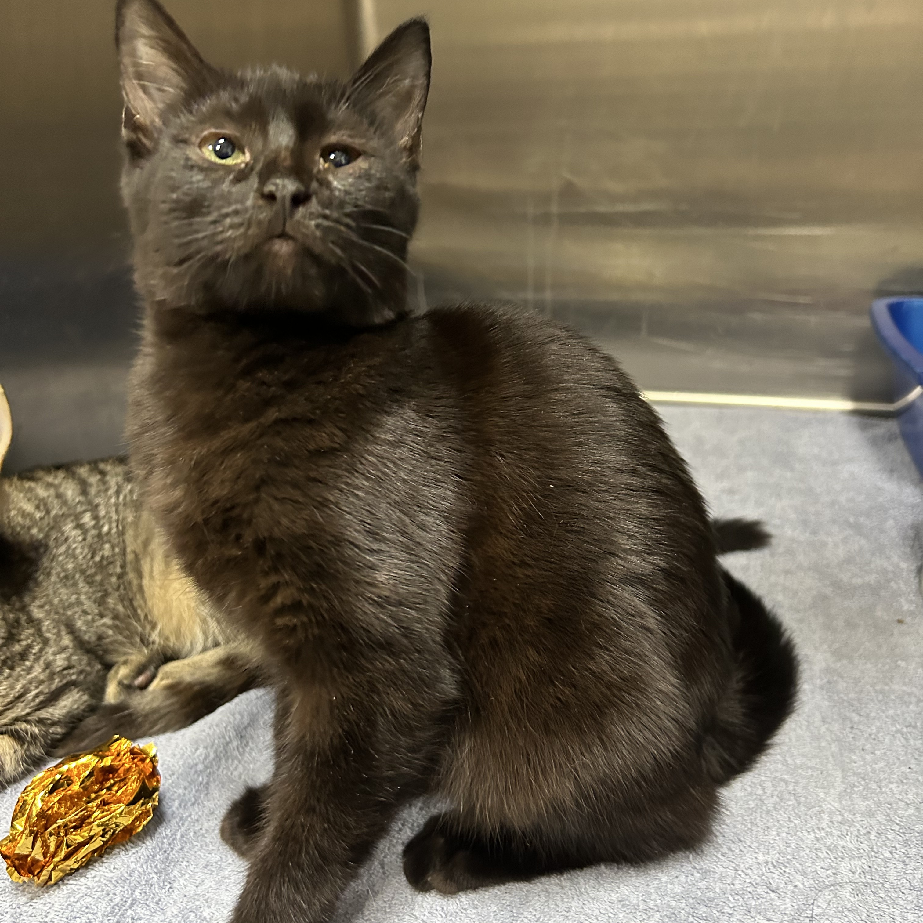 Cat for adoption Alexis, a Domestic Short Hair in La Grange Park, IL