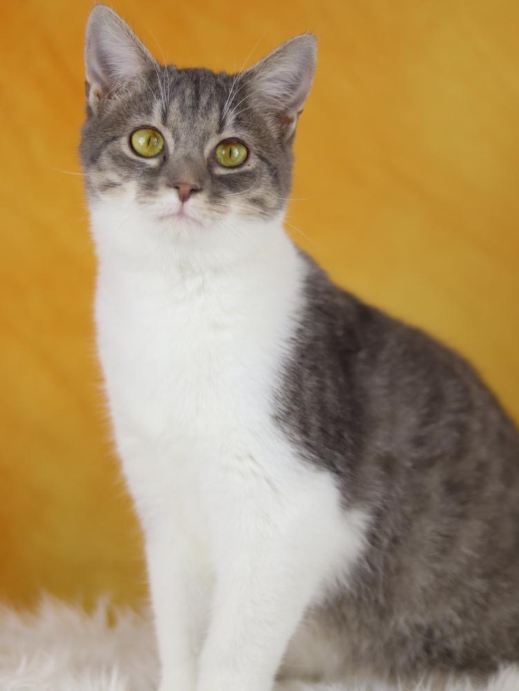 Enlarge Milkshake, a Adoptable Domestic Short Hair in Lewisburg, TN image 1/3