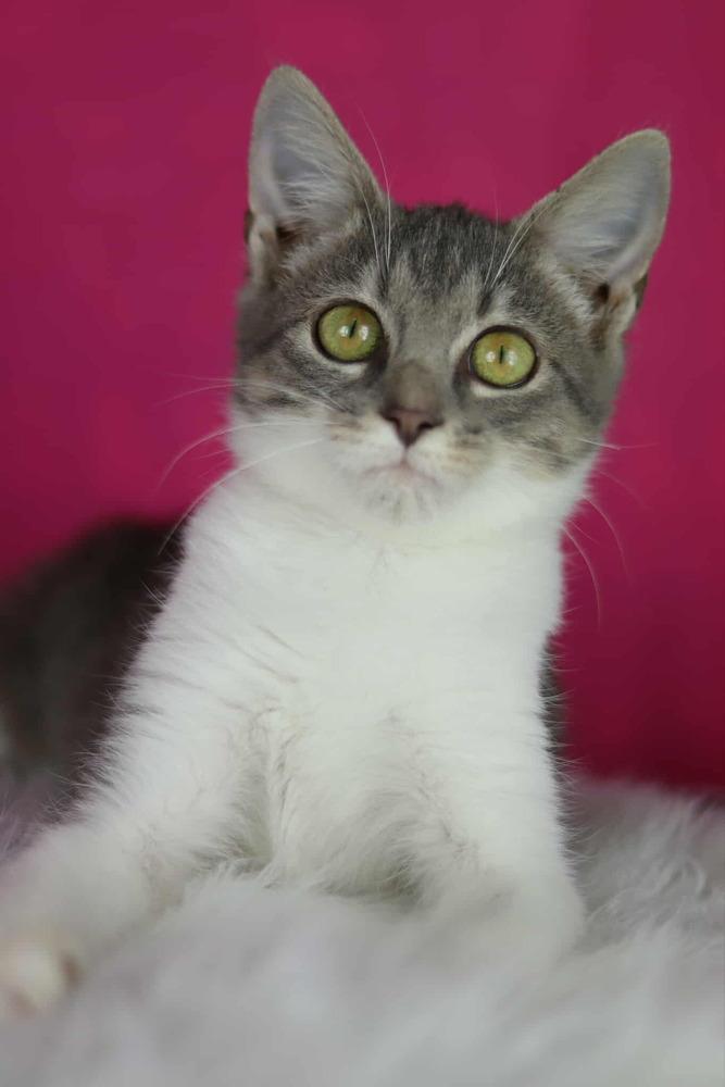 Milkshake, Adoptable, Kitten Female Domestic Short Hair.