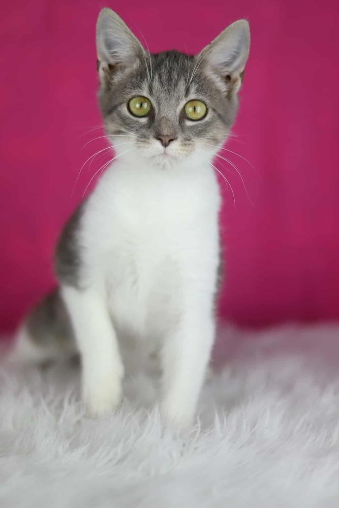 Enlarge Milkshake, a Adoptable Domestic Short Hair in Lewisburg, TN image 2/2