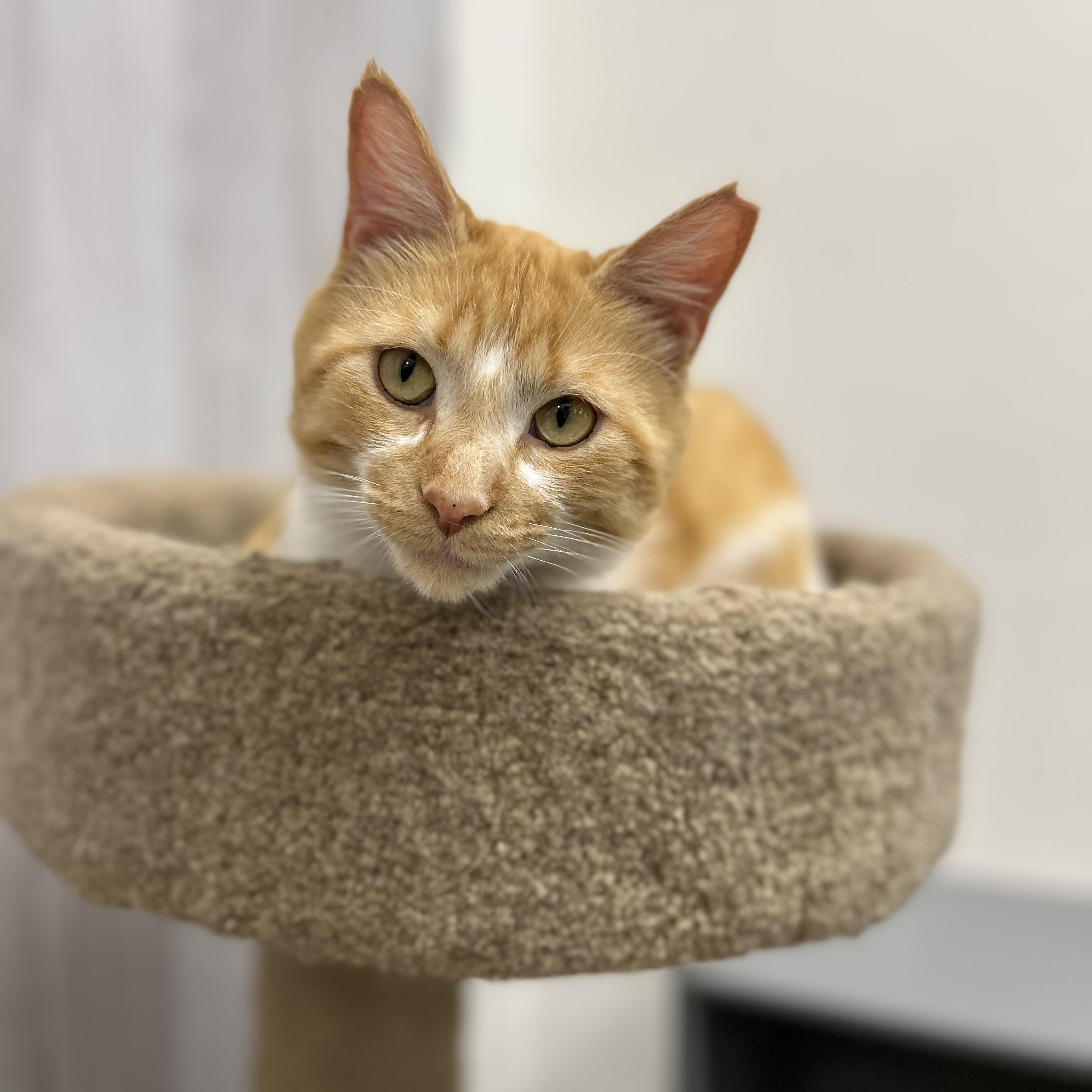 Cappuccino, adopted, Adult Male Domestic Short Hair.