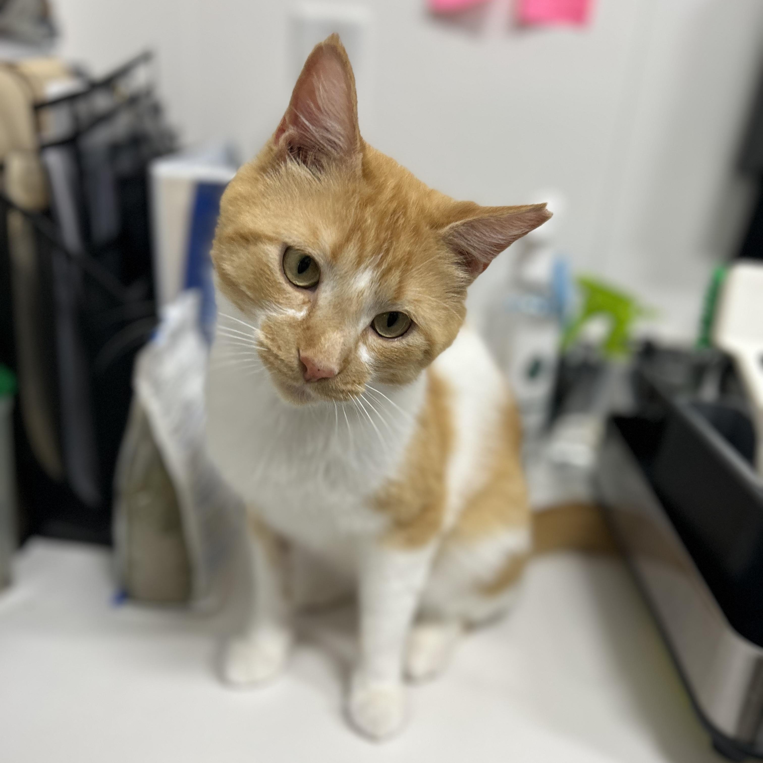 Cappuccino, an adopted Domestic Short Hair in Columbus , OH image 2/5