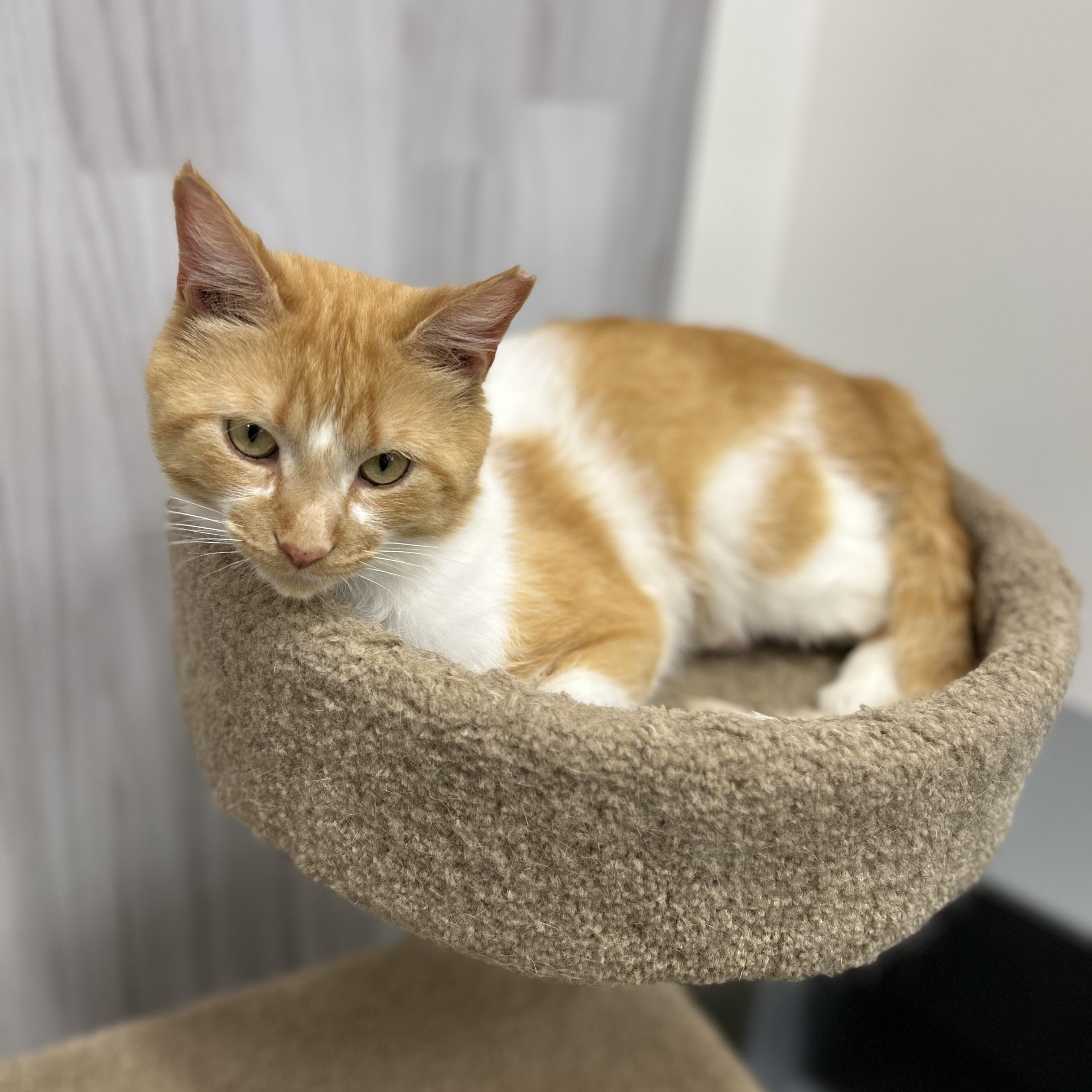 Cappuccino, an adopted Domestic Short Hair in Columbus , OH image 4/5