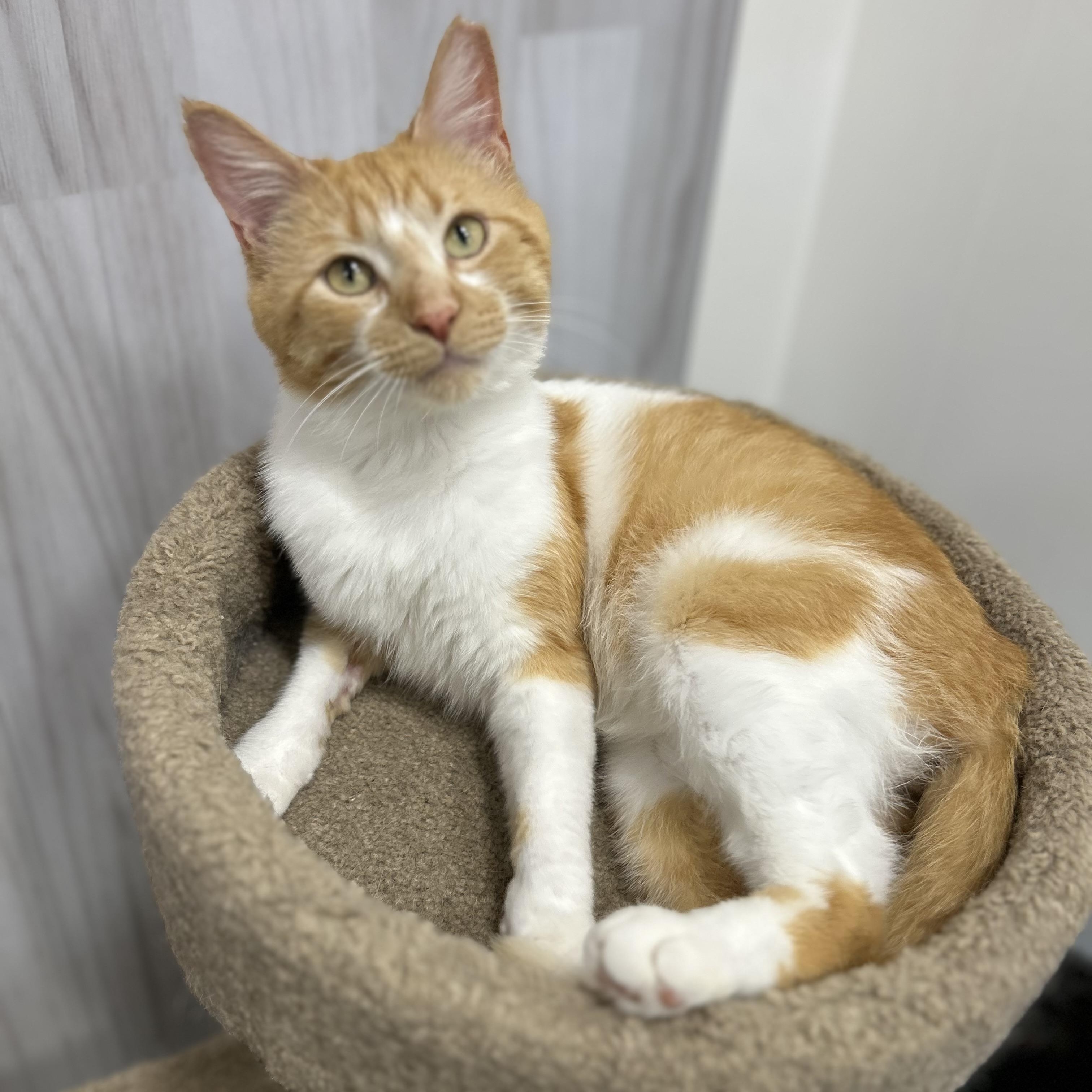 Cappuccino, an adopted Domestic Short Hair in Columbus , OH image 3/5
