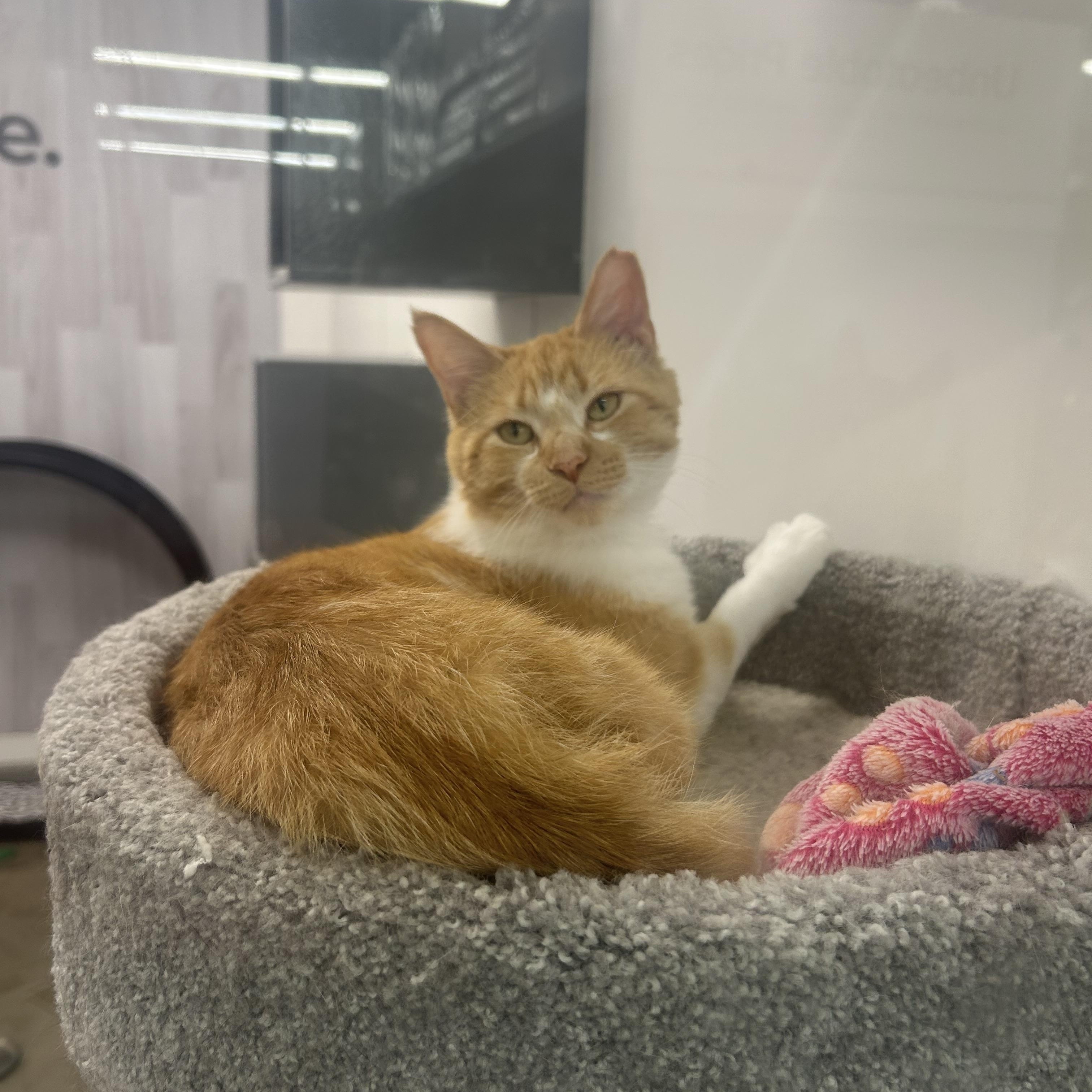 Cappuccino, an adopted Domestic Short Hair in Columbus , OH image 5/5