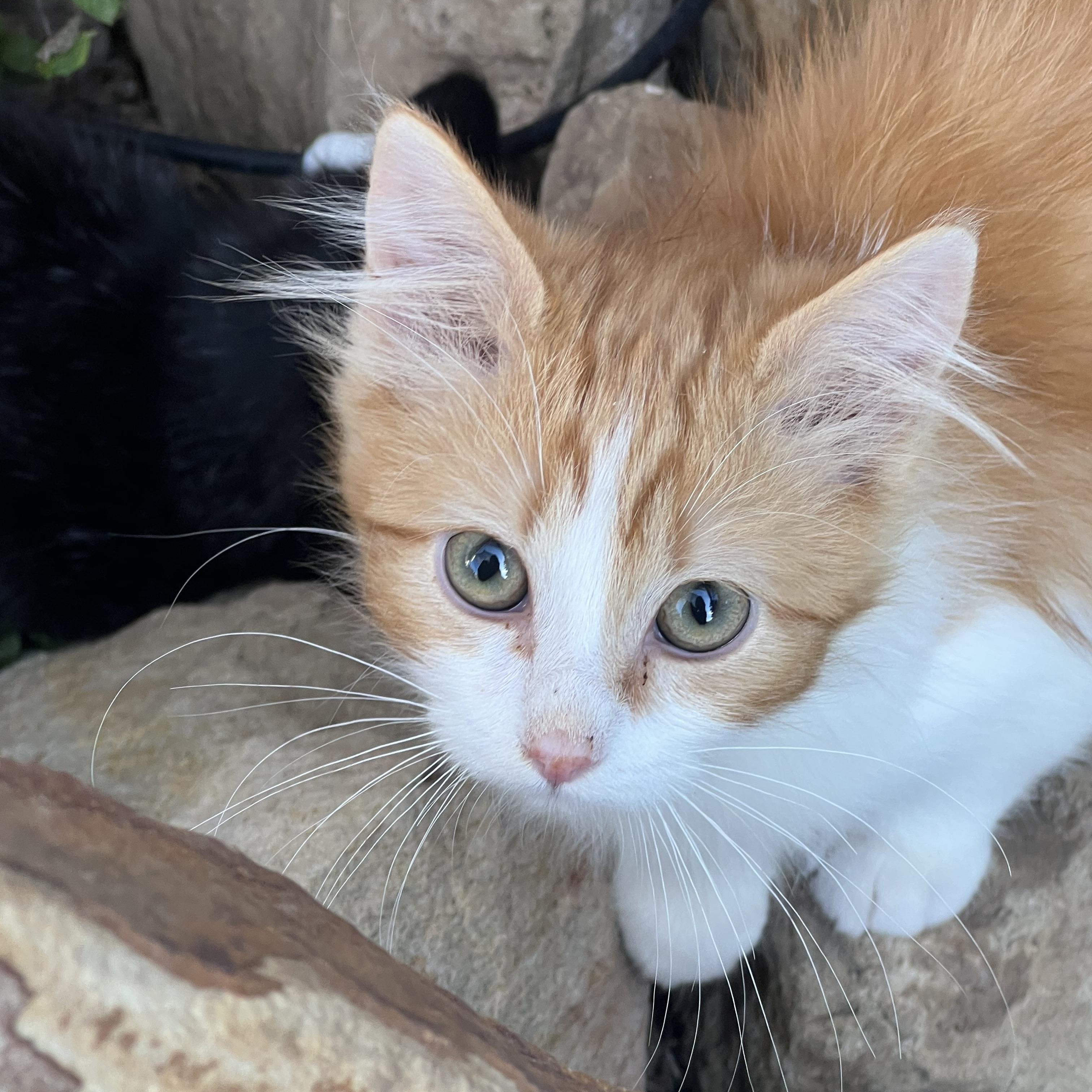 Enlarge Noodle, a Adoptable Domestic Long Hair in Cortez, CO image 1/3