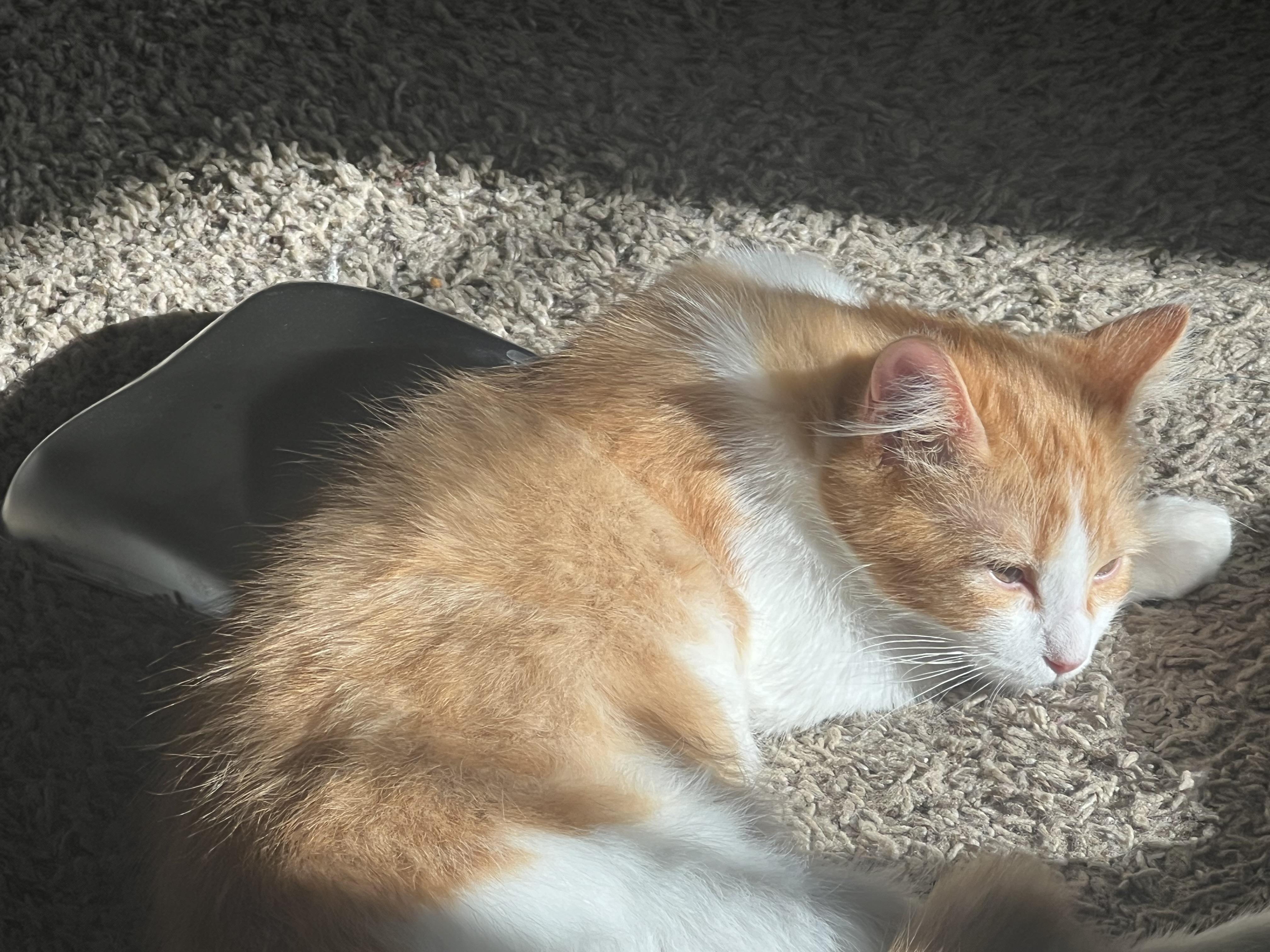 Enlarge Noodle, a Adoptable Domestic Long Hair in Cortez, CO image 2/3