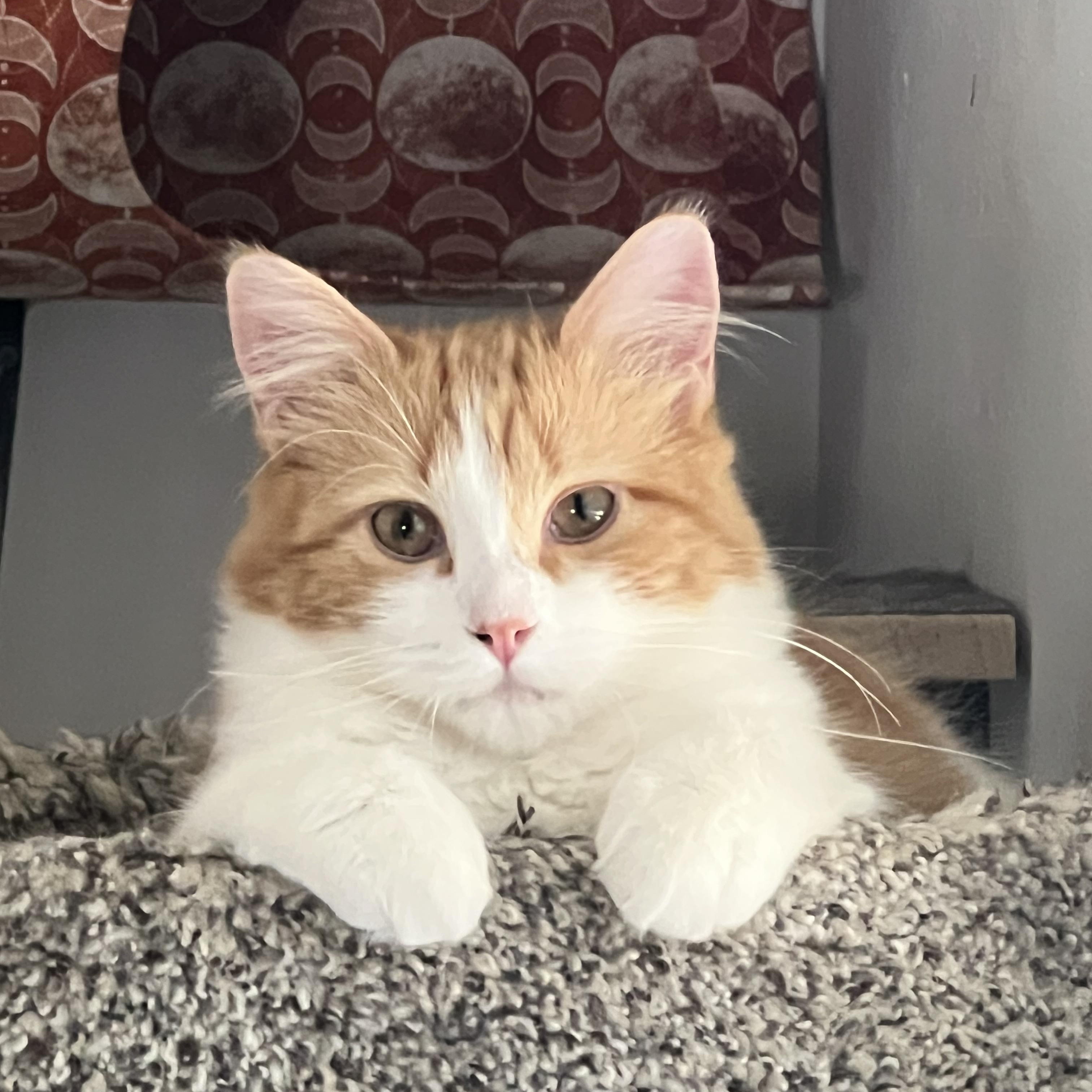 Enlarge Noodle, a Adoptable Domestic Long Hair in Cortez, CO image 3/3