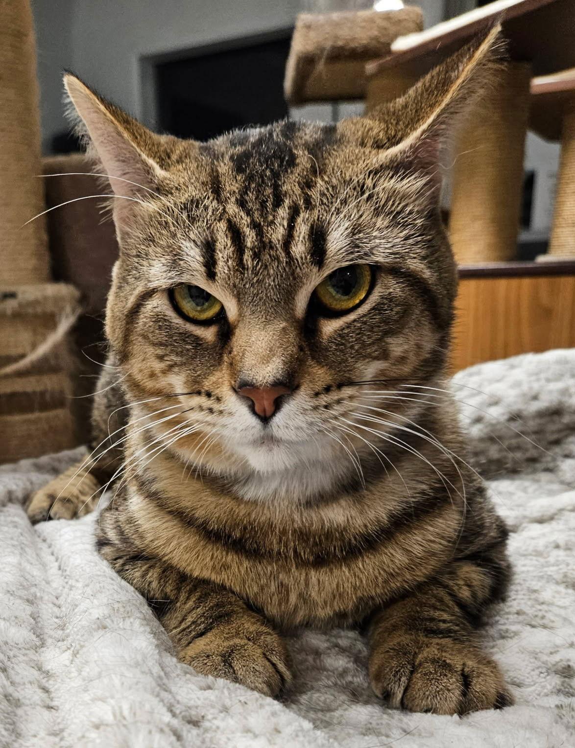 Donnie, Adoptable, Adult Male Domestic Short Hair.