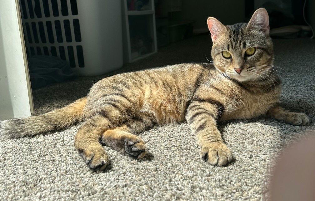 Enlarge Donnie, a Adoptable Domestic Short Hair in Greenfield, IN image 2/2