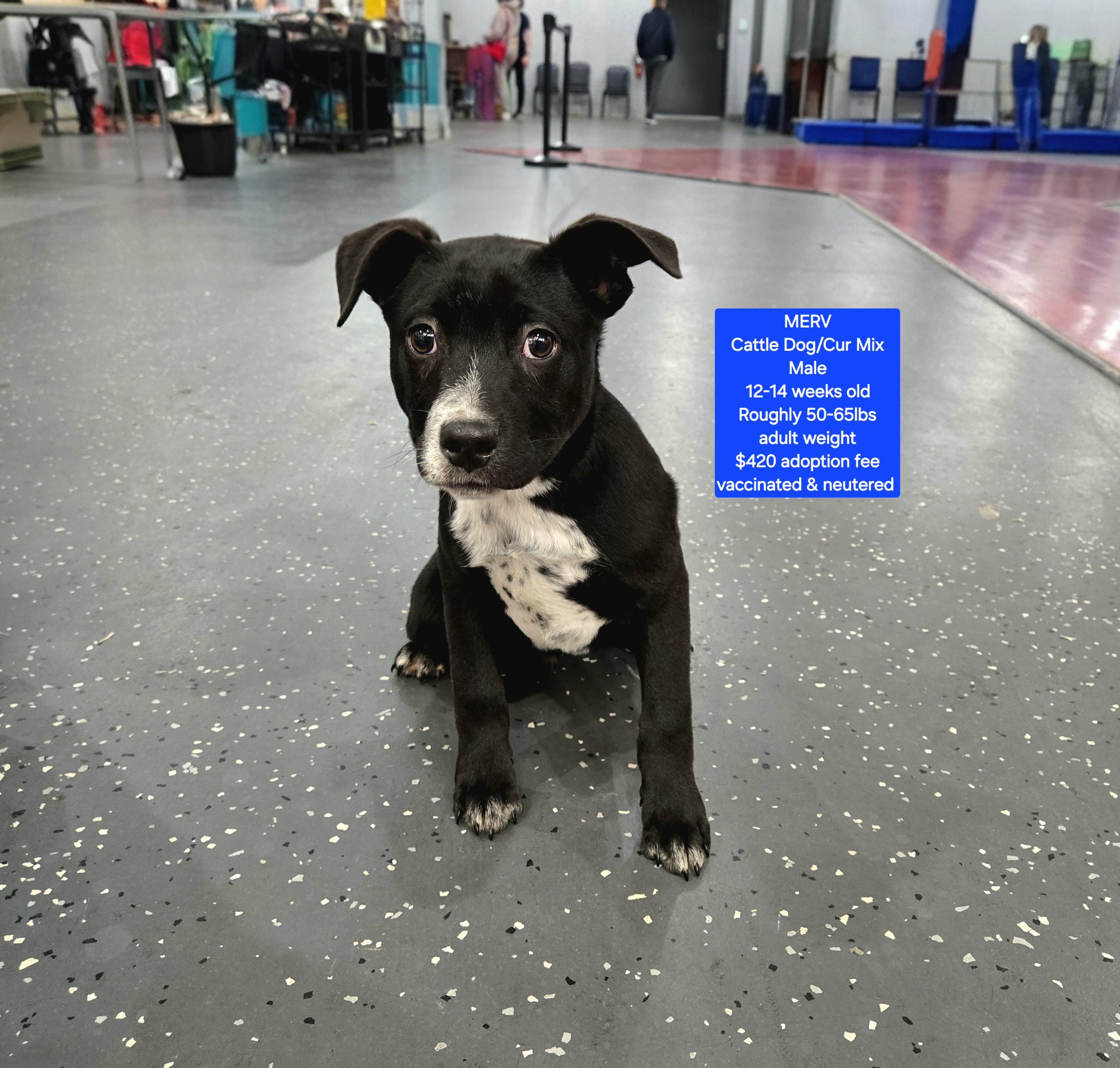 MERV, ADOPTABLE, Puppy Male Cattle Dog & Black Mouth Cur.