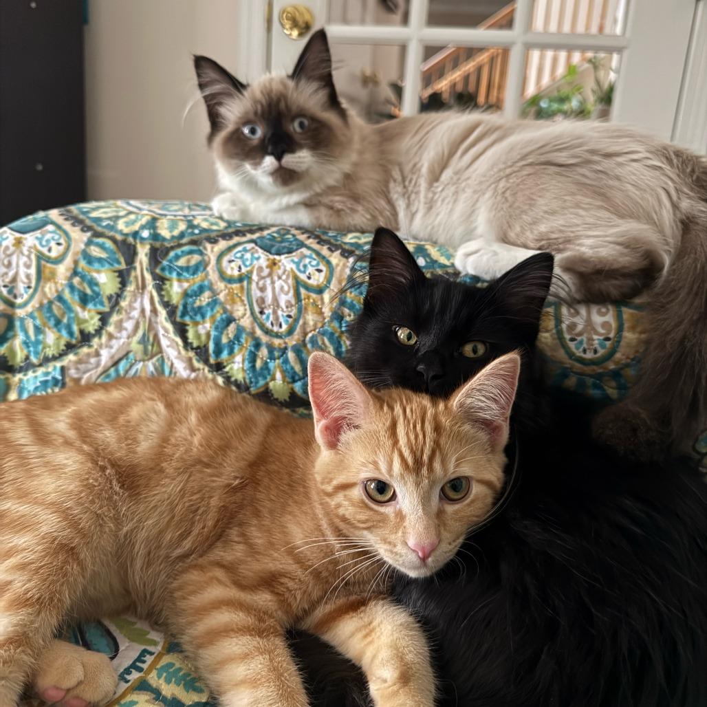 Katara, Adoptable, Young Female Domestic Long Hair.