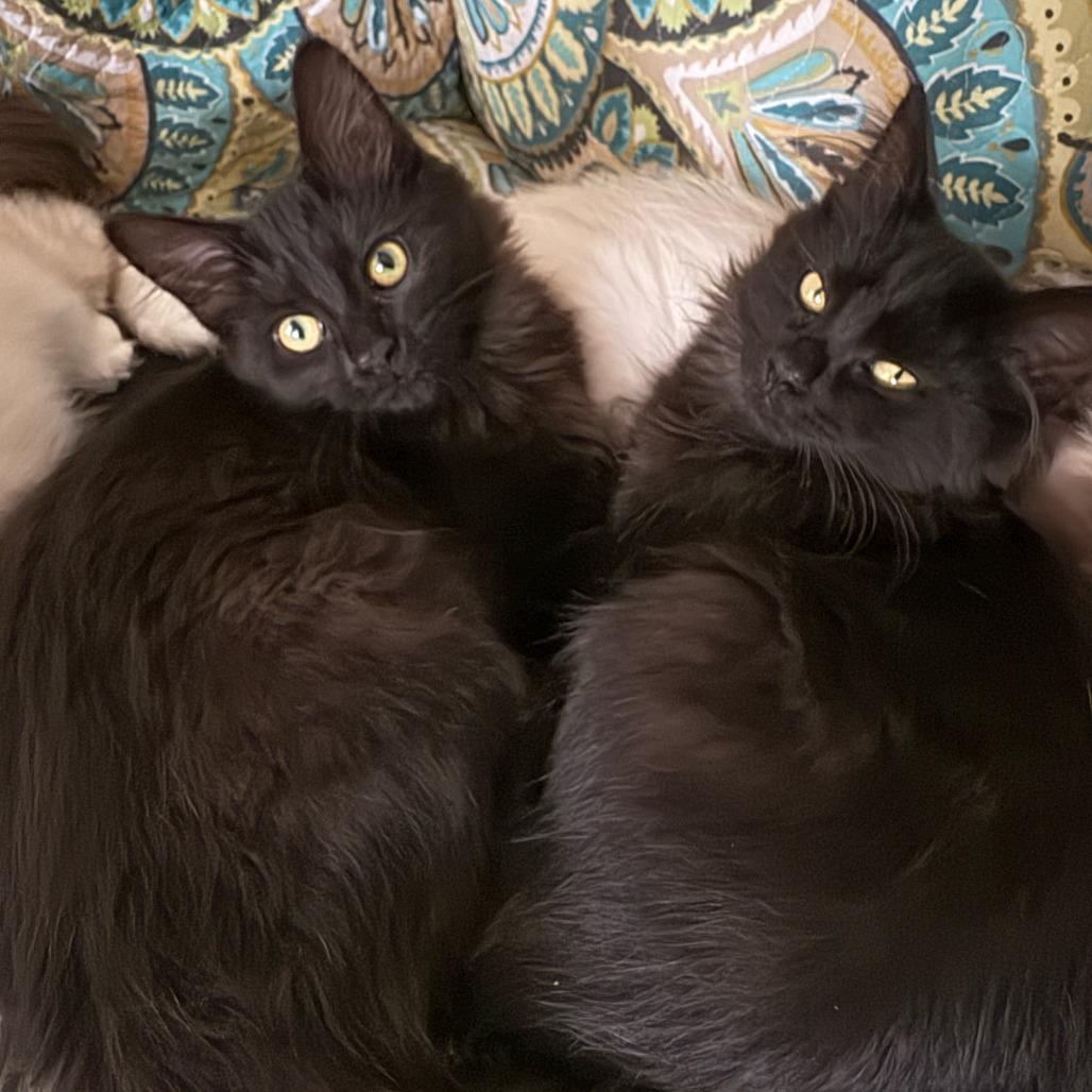 Enlarge Katara, a Adoptable Domestic Long Hair in PITTSBURGH, PA image 2/5