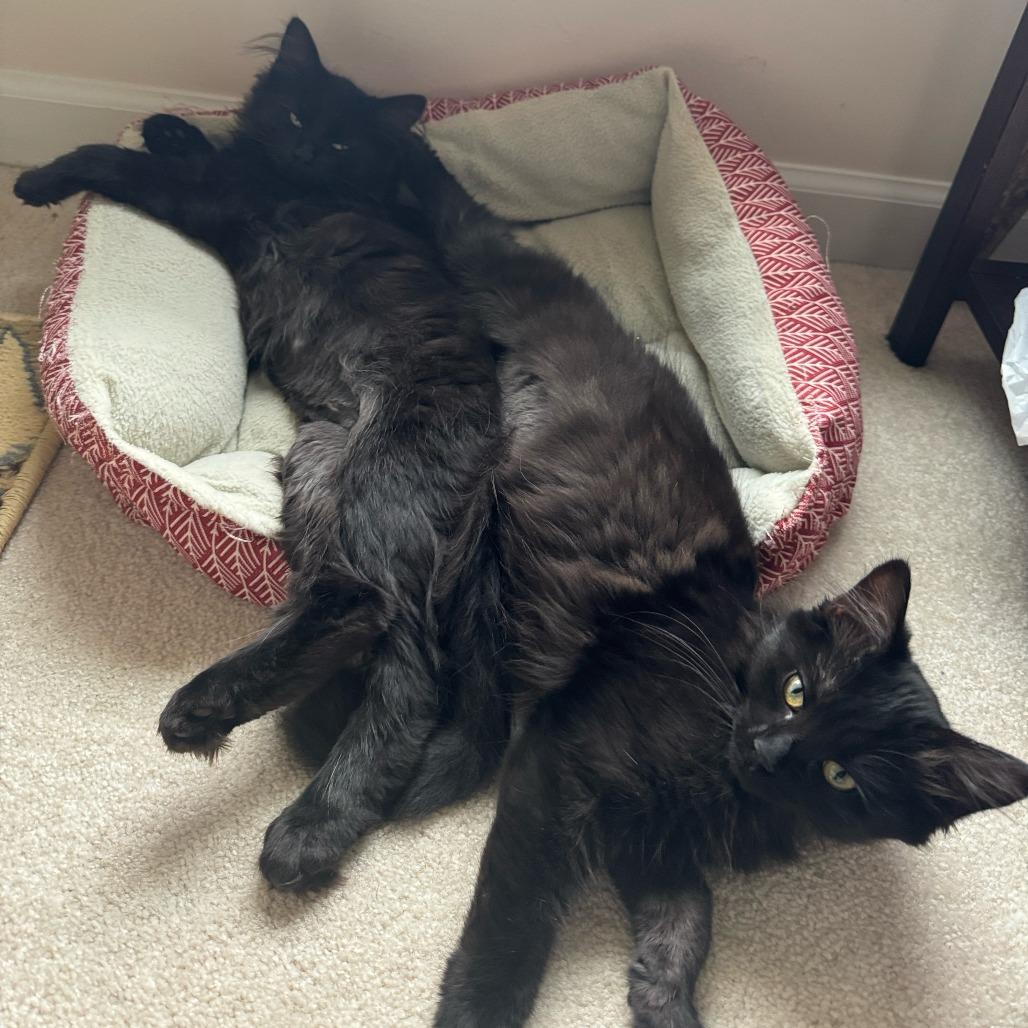 Katara, a Adoptable Domestic Long Hair in PITTSBURGH, PA image 5/5