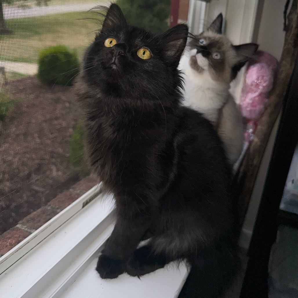 Enlarge Katara, a Adoptable Domestic Long Hair in PITTSBURGH, PA image 5/5