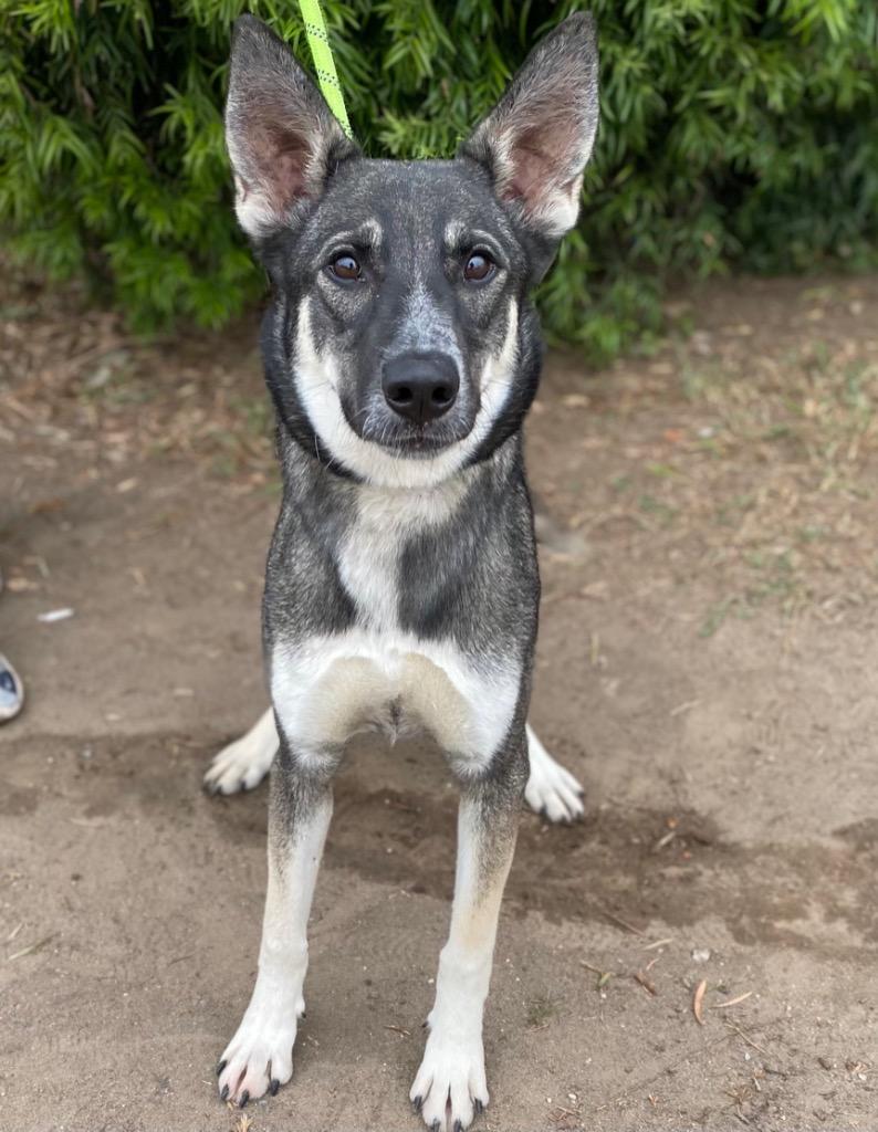 Enlarge Chiffon, a Adoptable mixed breed in Thousand Oaks, CA image 1/1