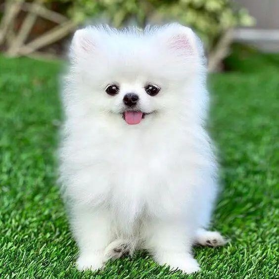 Penny, adopted, Young Female Pomeranian.