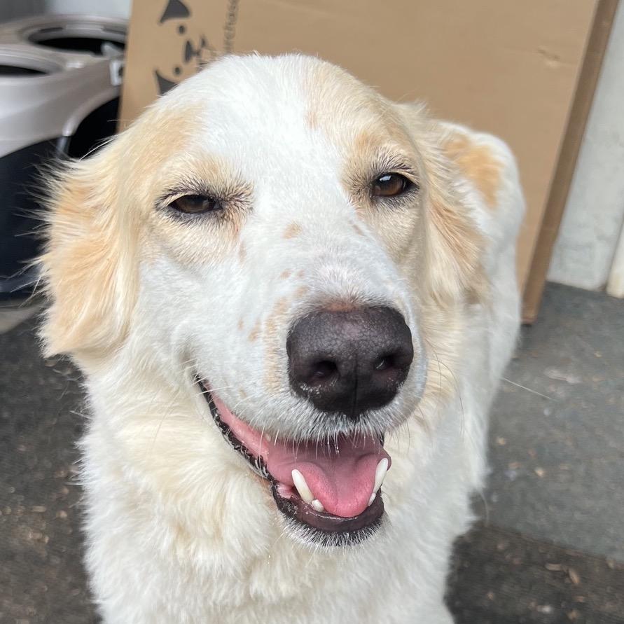 Enlarge Arya (Bonded with Sansa)In Foster - Adoption Fee SPONSORED!, a Adoptable Mixed Breed in Alabaster, AL image 4/6