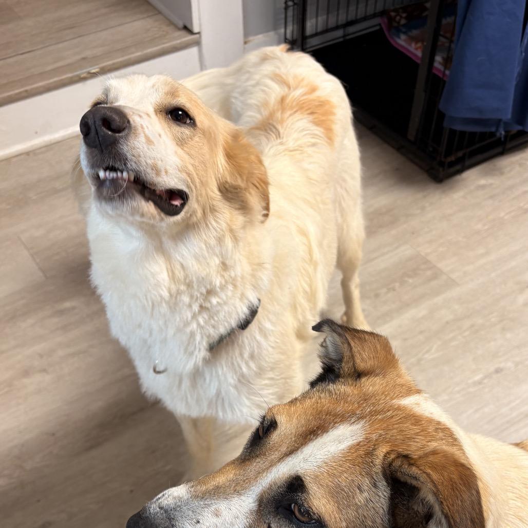 Enlarge Arya (Bonded with Sansa)In Foster - Adoption Fee SPONSORED!, a Adoptable Mixed Breed in Alabaster, AL image 6/6