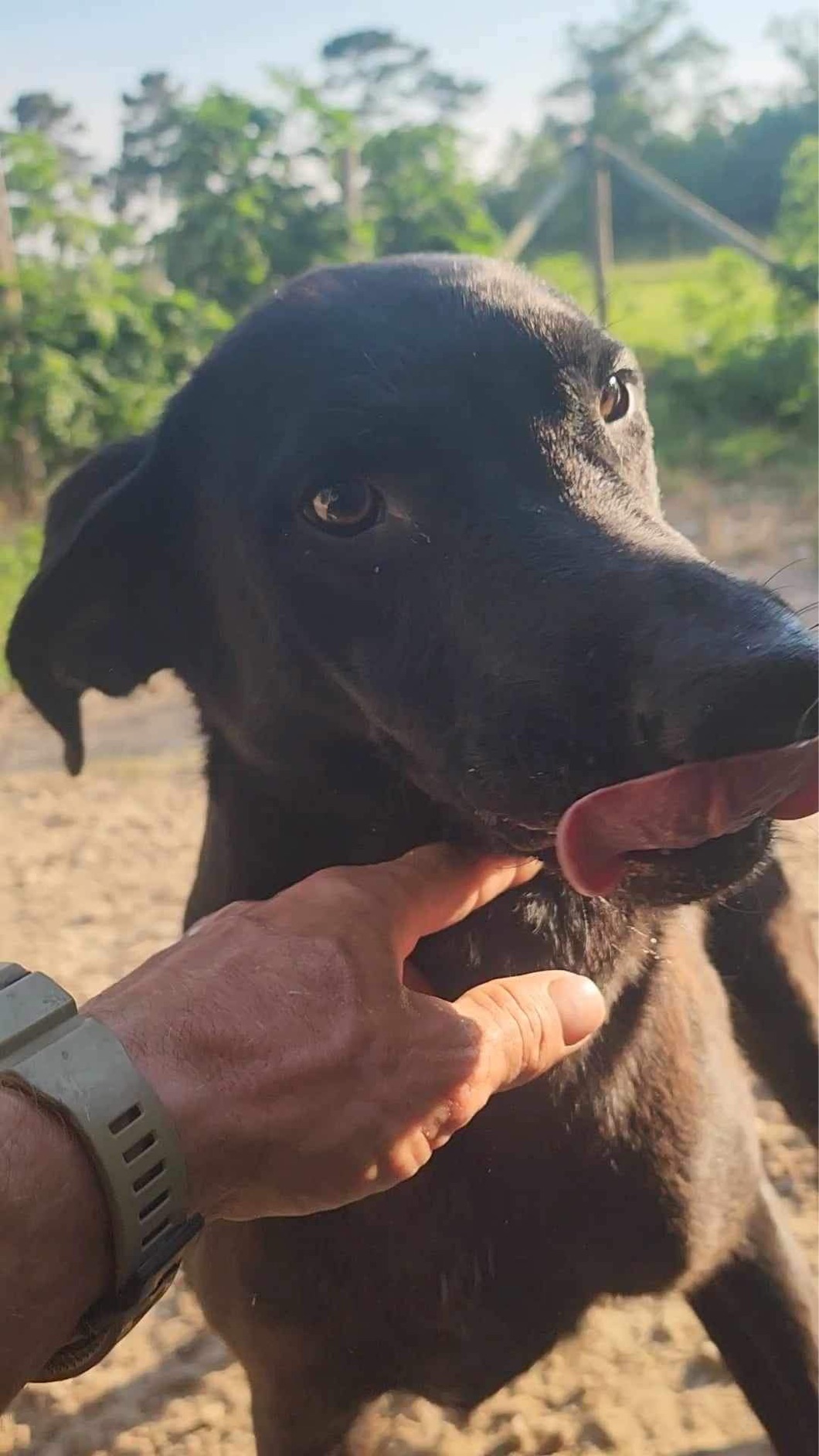 Dog for adoption Reilly, a Black Labrador Retriever Mix in Janesville