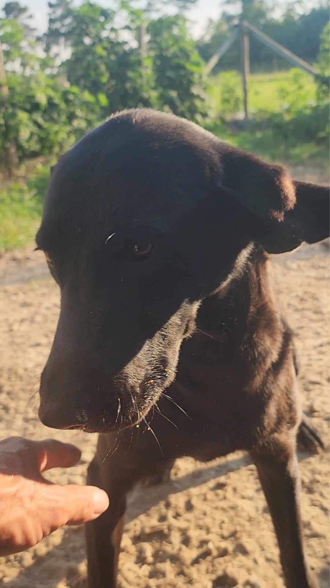Dog for adoption Reilly, a Black Labrador Retriever Mix in Janesville