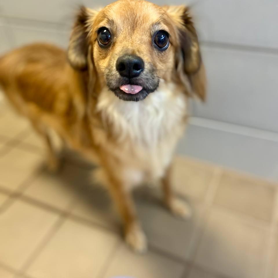 Enlarge Iago, a Adoptable Mixed Breed in Westhampton, NY image 4/6