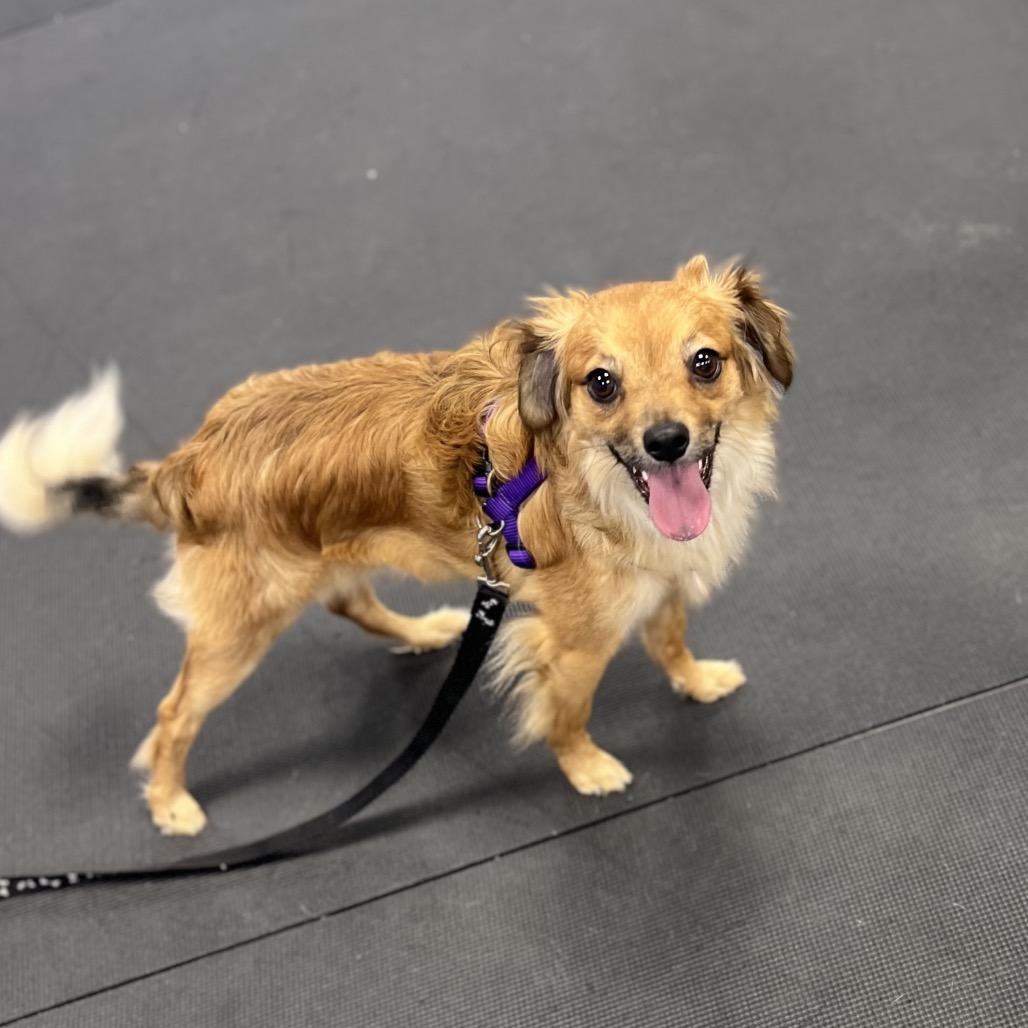 Enlarge Iago, a Adoptable Mixed Breed in Westhampton, NY image 5/6