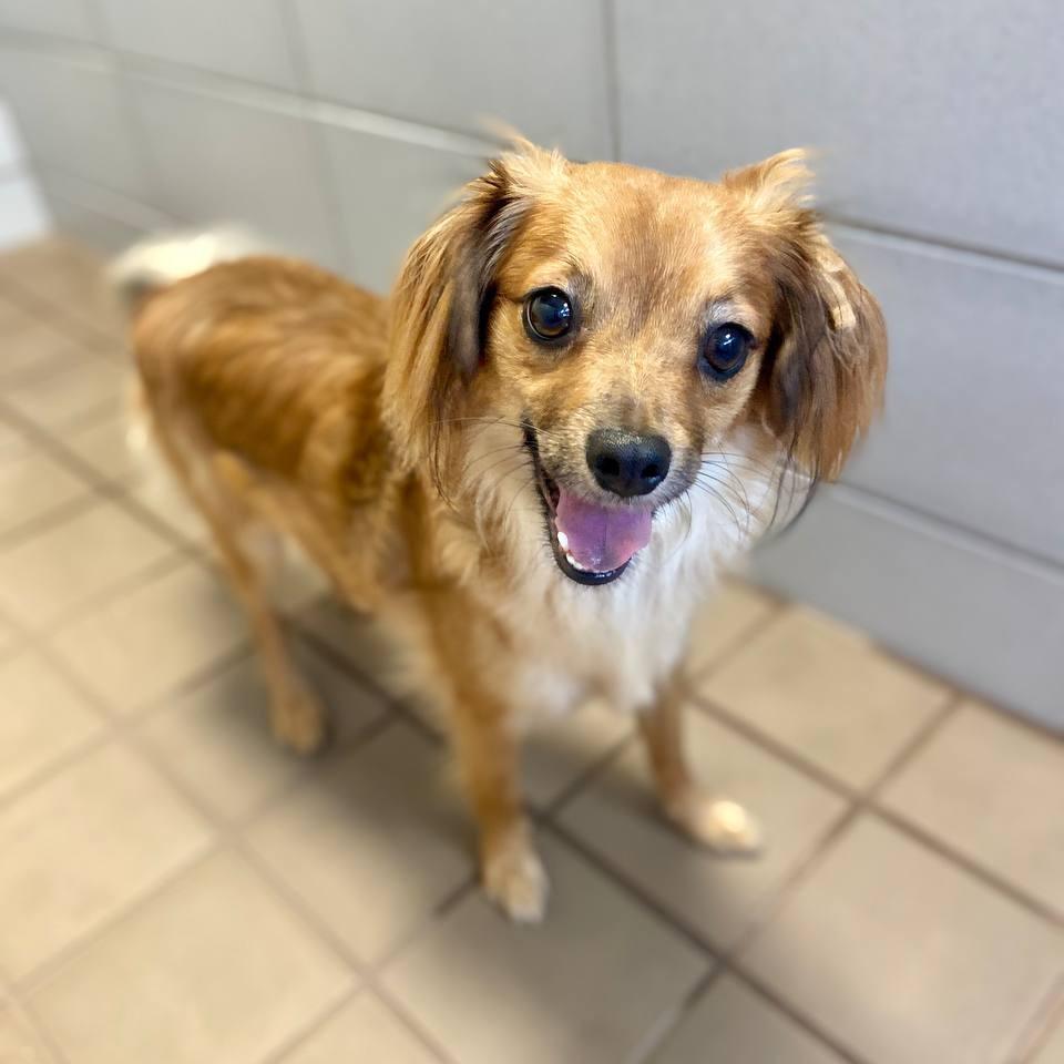 Enlarge Iago, a Adoptable Mixed Breed in Westhampton, NY image 6/6