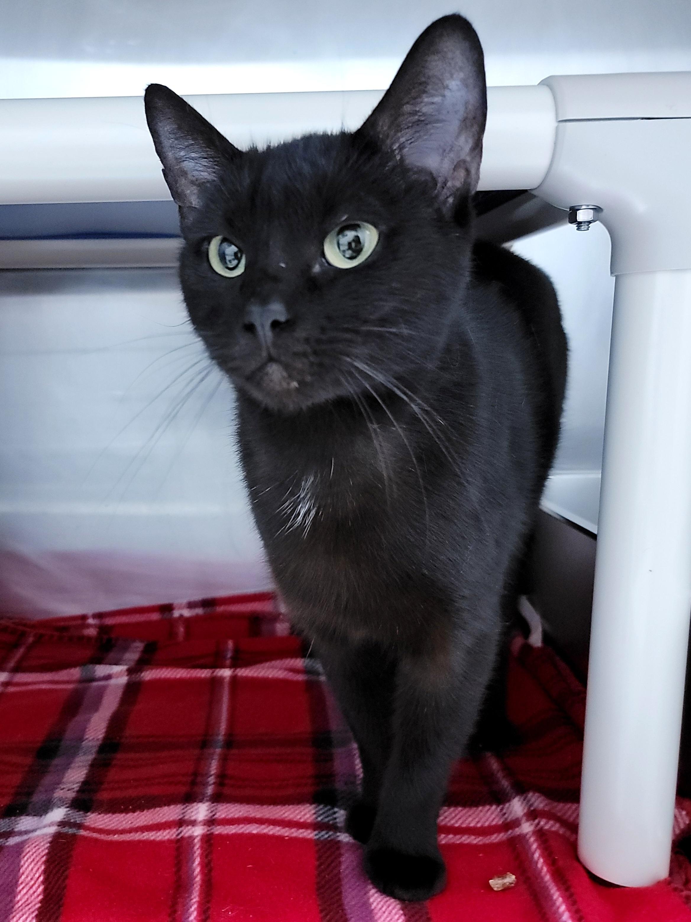 Mavis