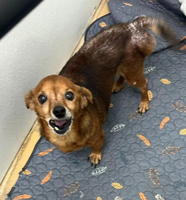 Auggy, Adoptable, Senior Male Dachshund & Chihuahua.