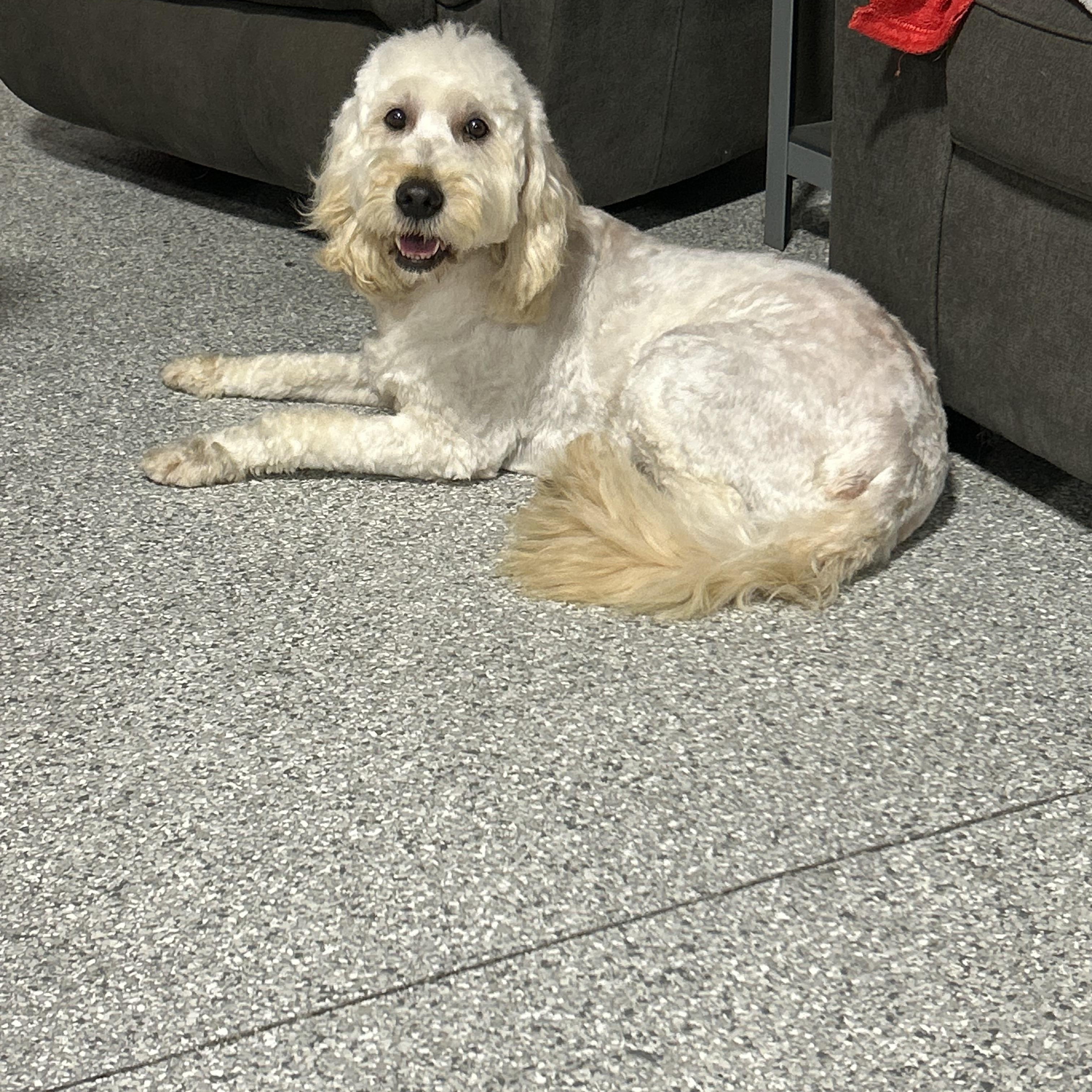 Enlarge Toola 50 lbs, a ADOPTABLE Goldendoodle in Antwerp, OH image 1/3
