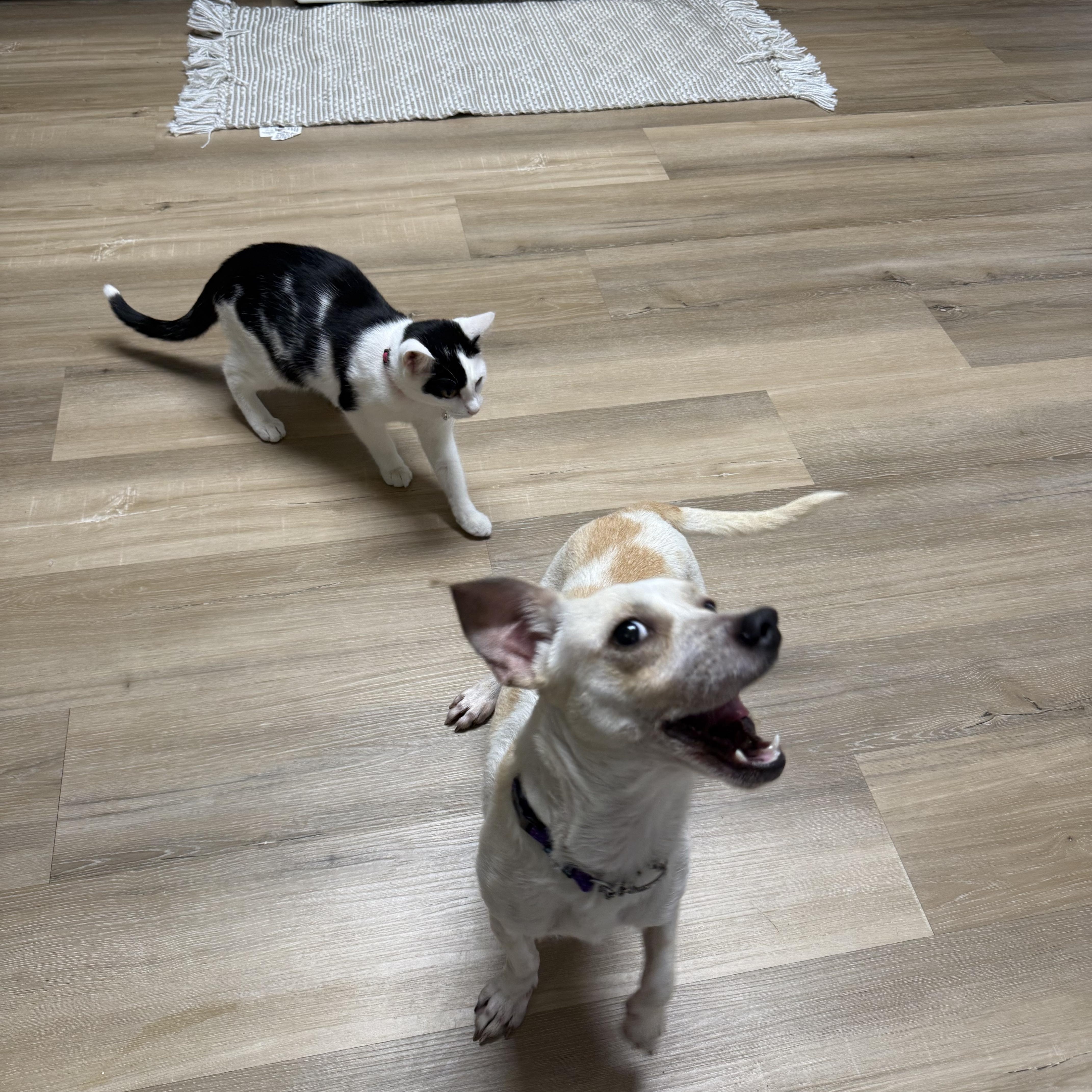 Susie, ADOPTABLE, Adult Female Chiweenie & Mixed Breed.