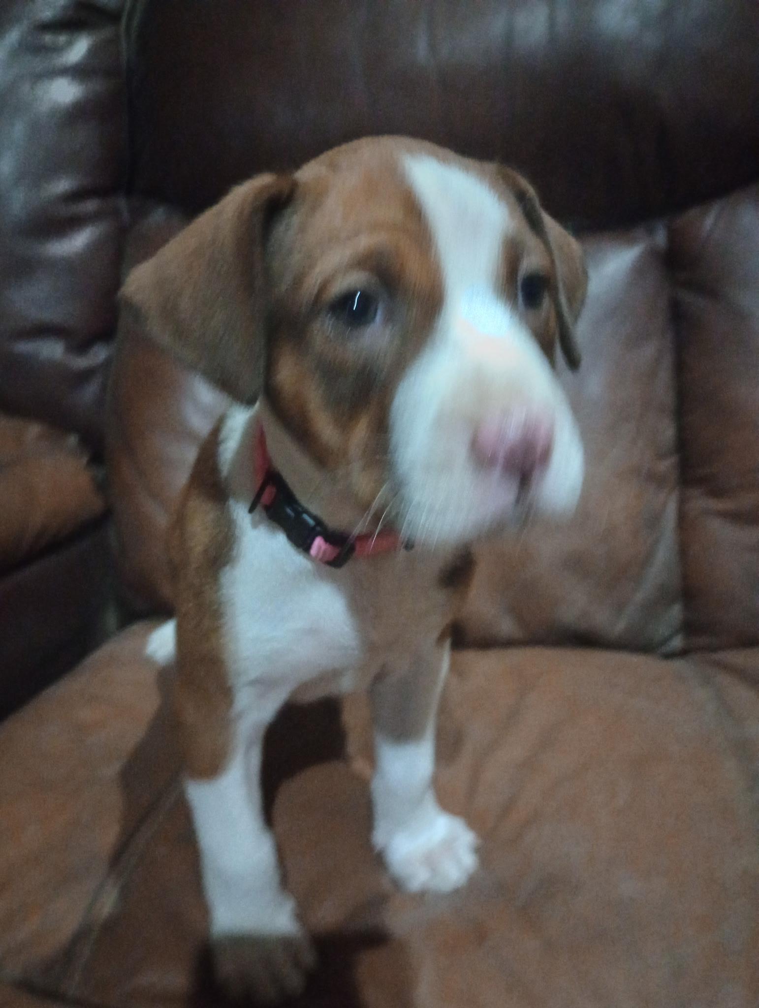 Enlarge Ivy, a ADOPTABLE mixed breed in Baker, LA image 5/5