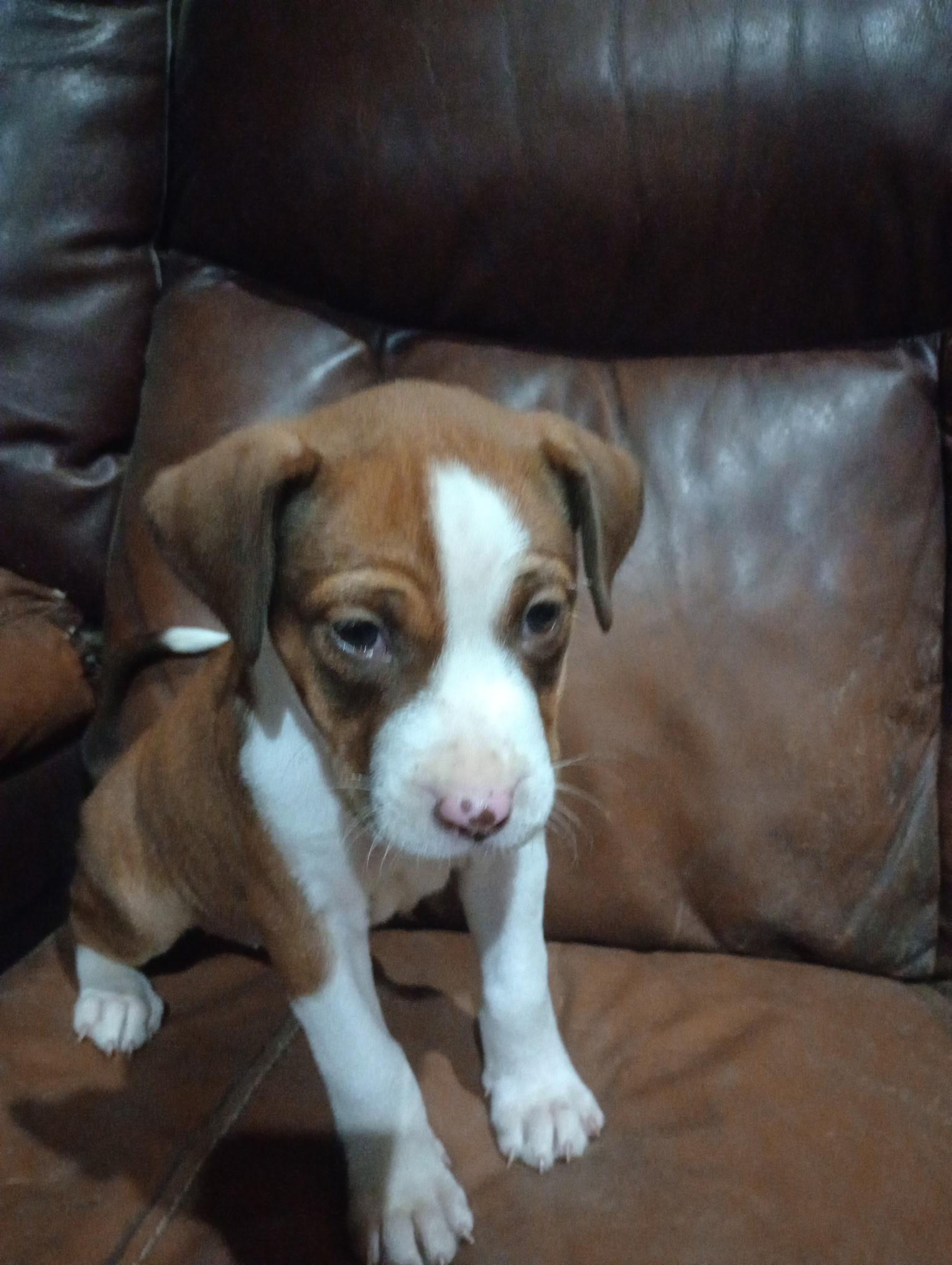 Enlarge Ivy, a ADOPTABLE mixed breed in Baker, LA image 4/5