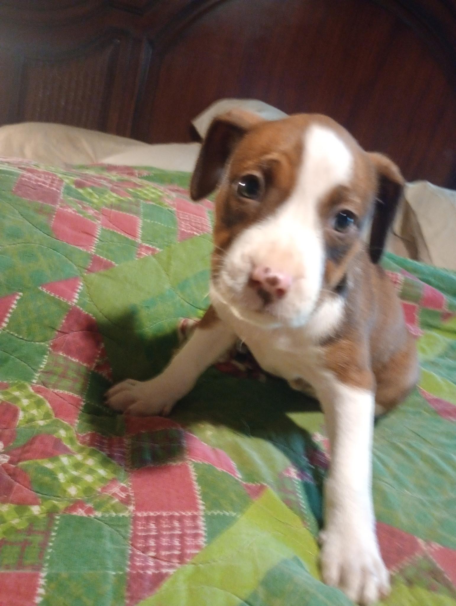 Ivy, ADOPTABLE, Puppy Male Terrier & Pit Bull Terrier.