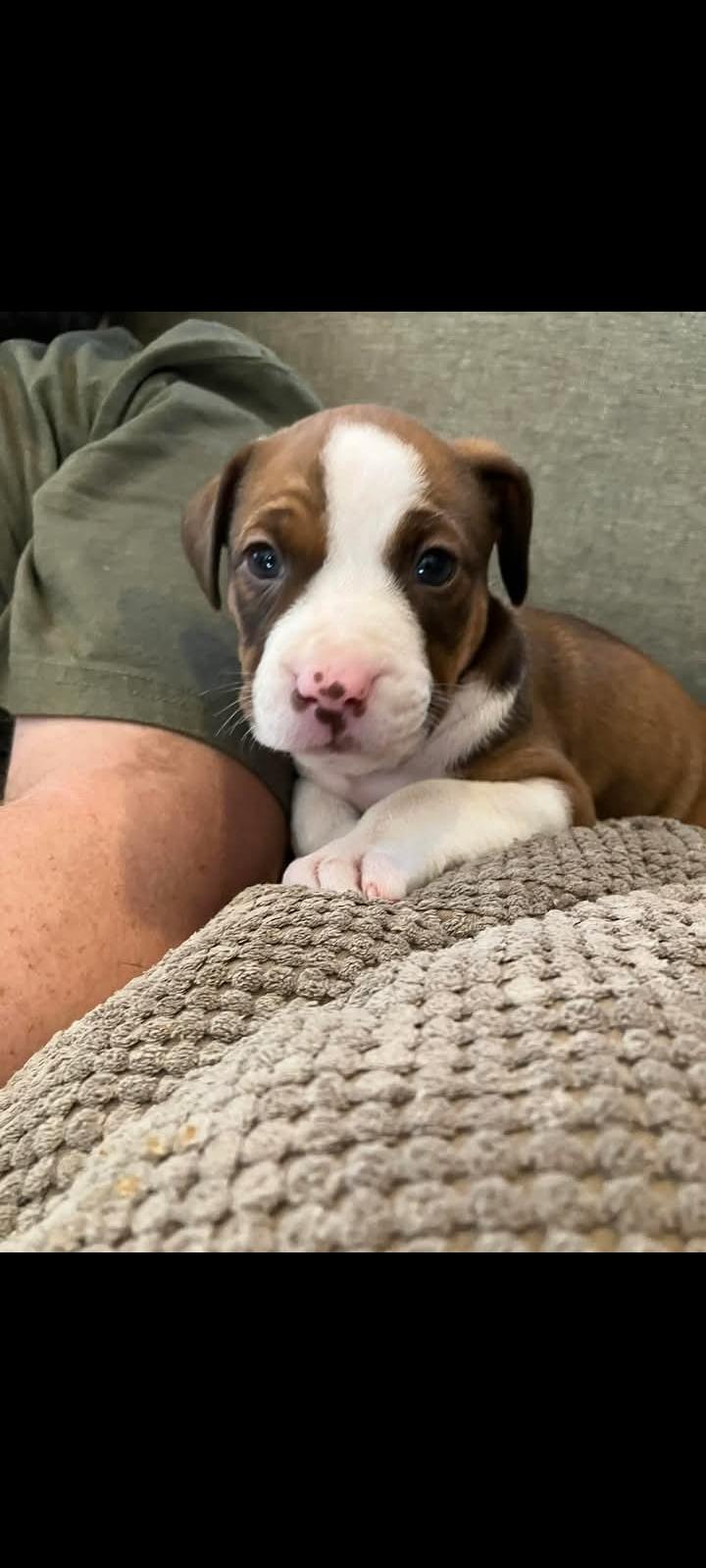 Enlarge Ivy, a ADOPTABLE mixed breed in Baker, LA image 2/5