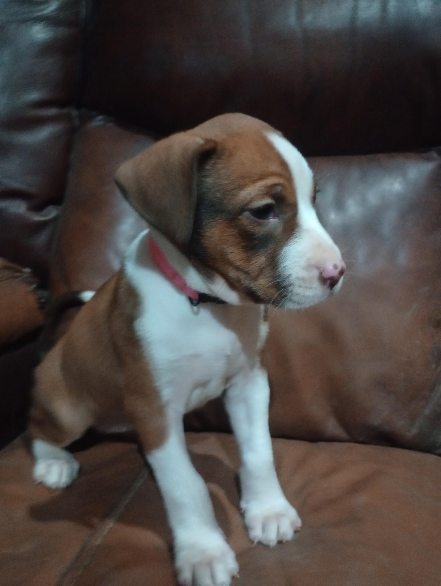 Enlarge Ivy, a ADOPTABLE mixed breed in Baker, LA image 3/5