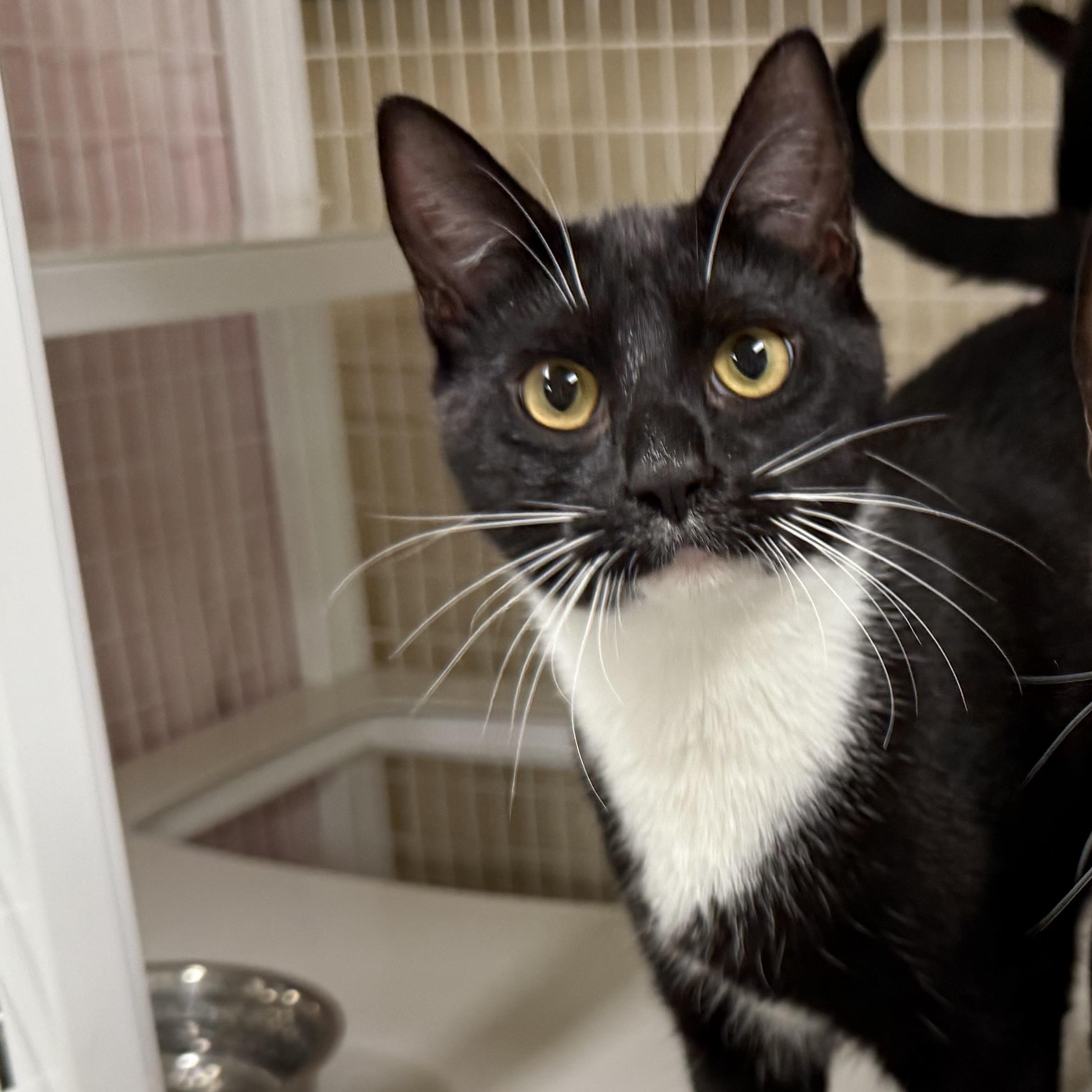 Jolly Roger, Adoptable, Kitten Male Domestic Short Hair.