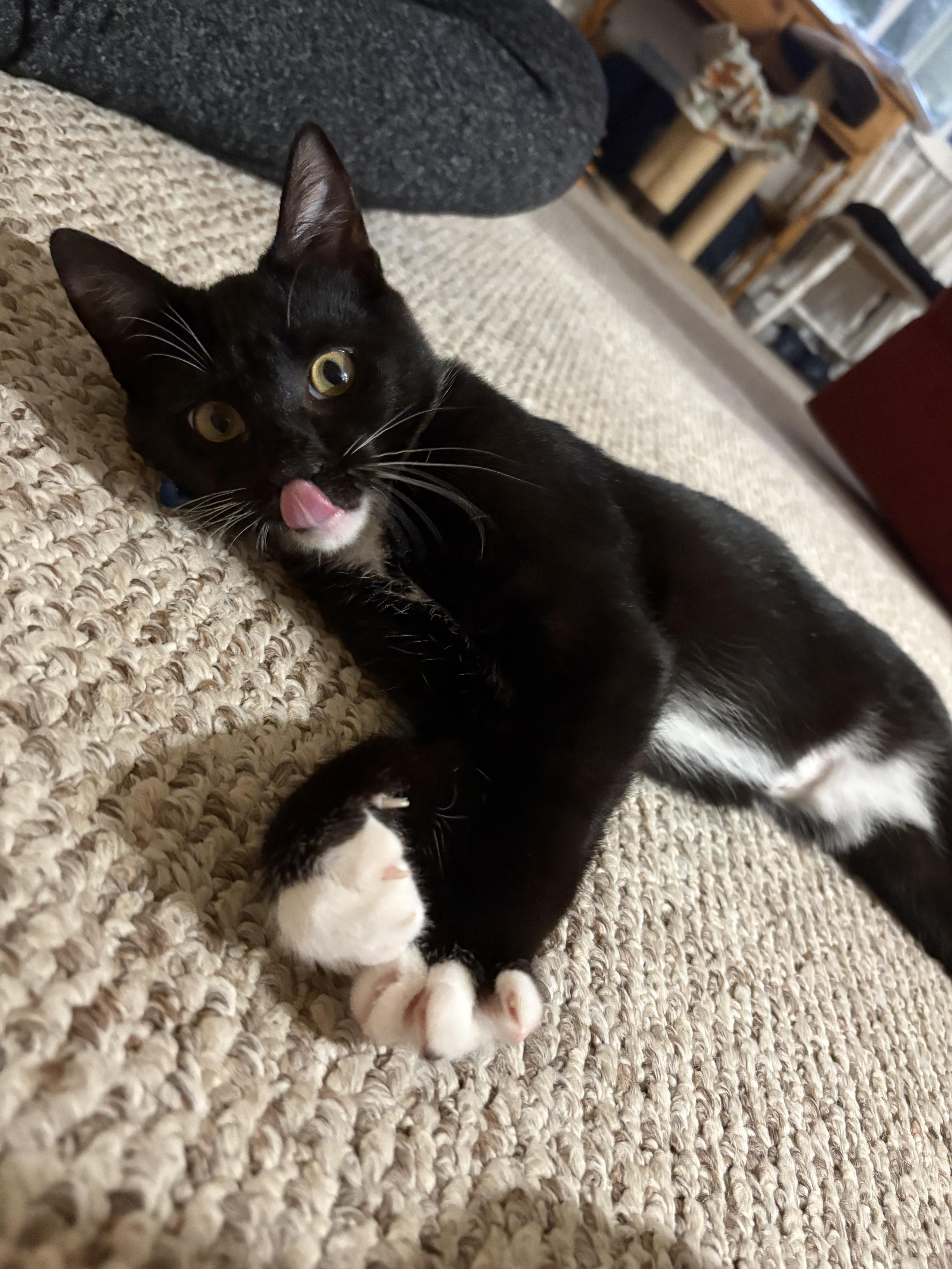 Jolly Roger, a Adoptable Domestic Short Hair in San Luis Obispo, CA image 3/4