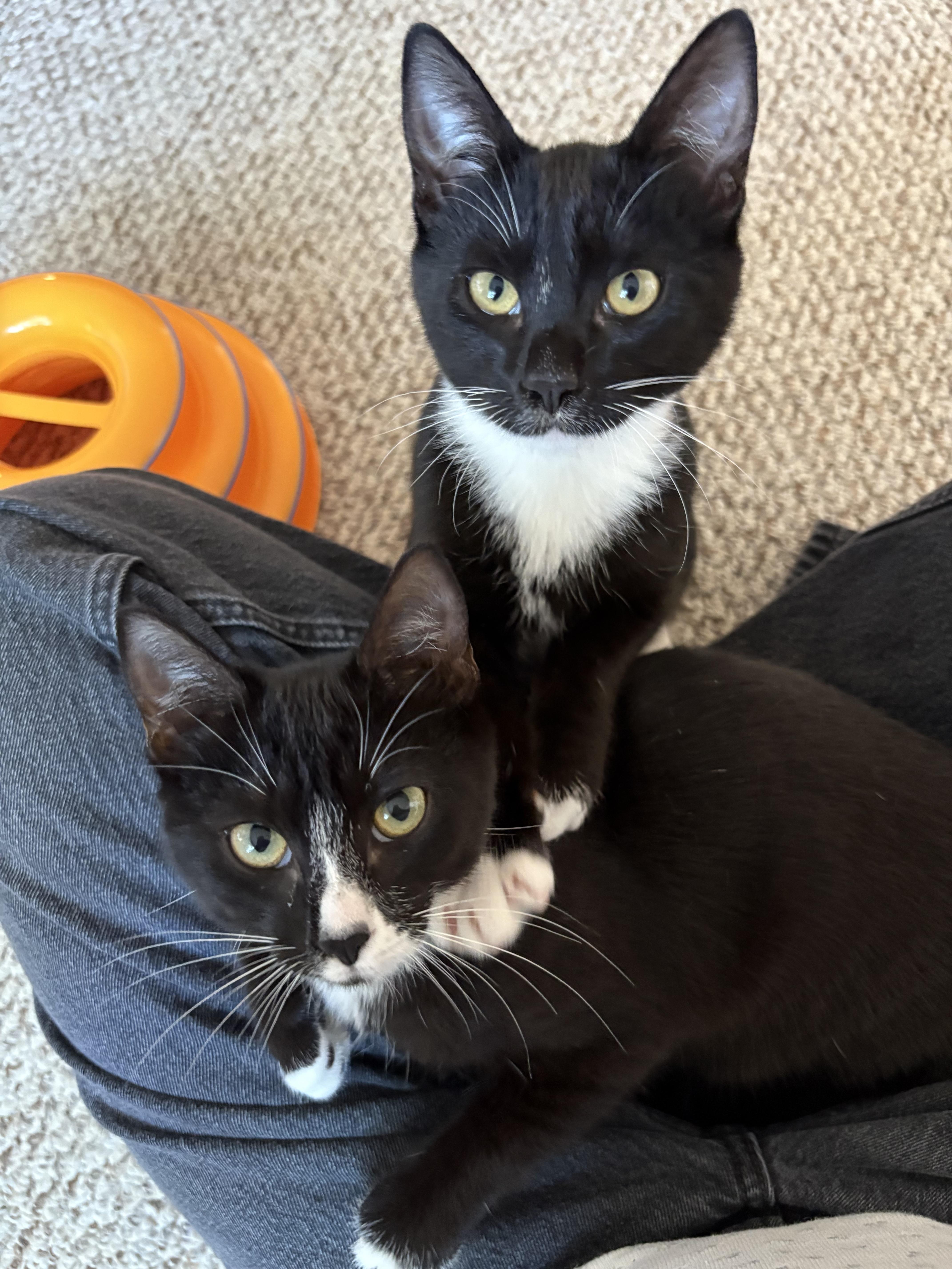 Jolly Roger, a Adoptable Domestic Short Hair in San Luis Obispo, CA image 4/4