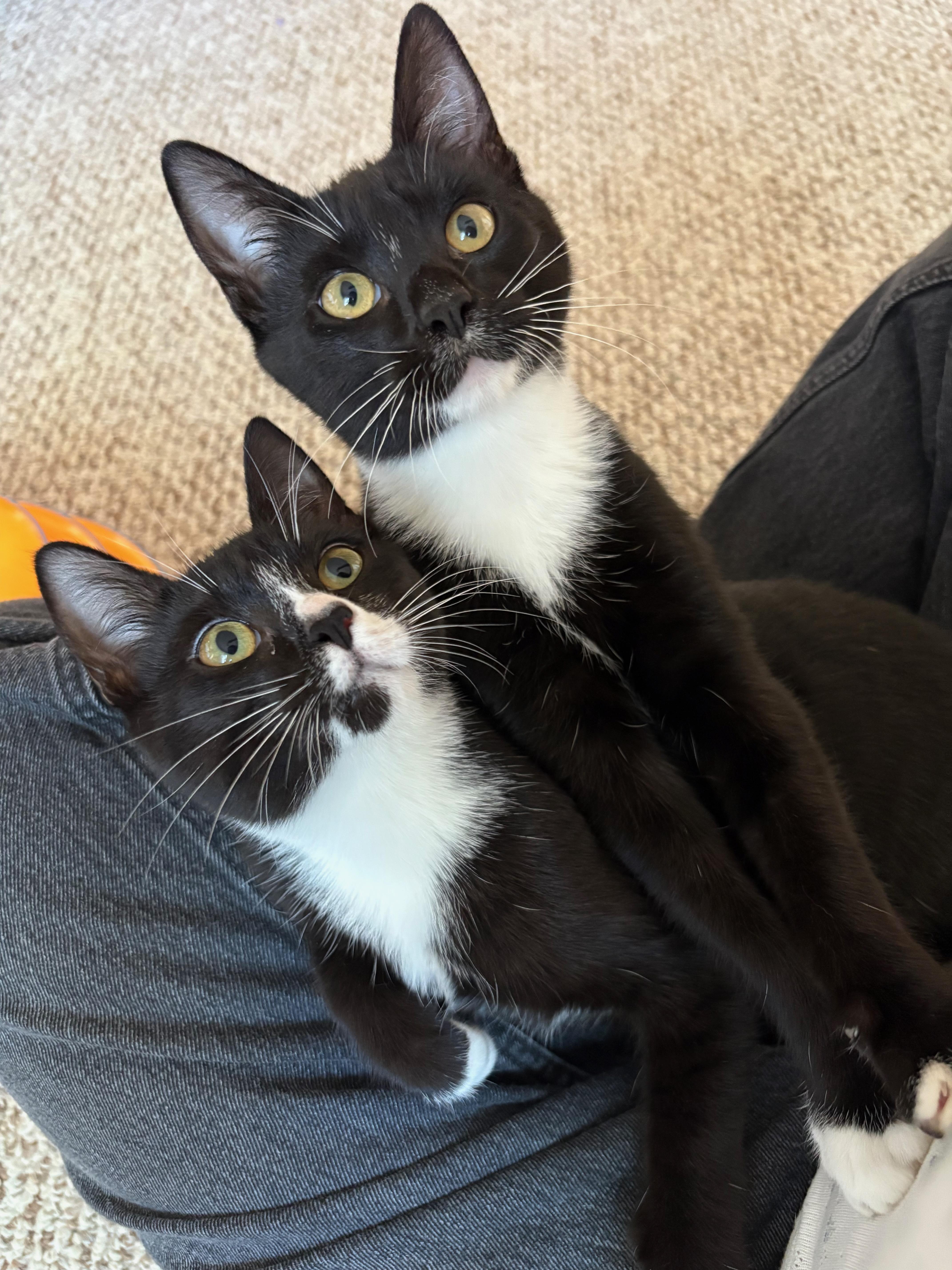 Jolly Roger, Adoptable, Kitten Male Domestic Short Hair.