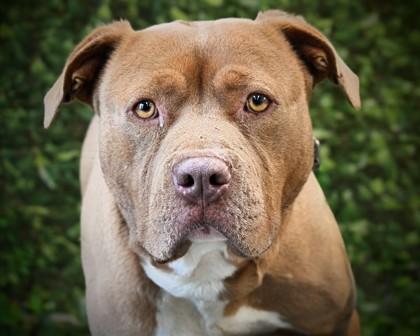 Rubble — thumbnail 3