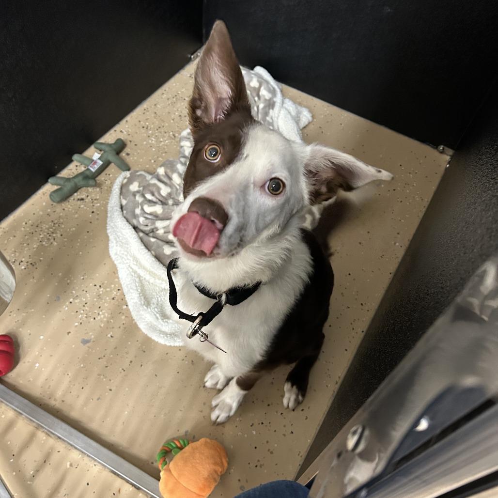Annie, a Adoptable mixed breed in Cheyenne, WY image 1/3