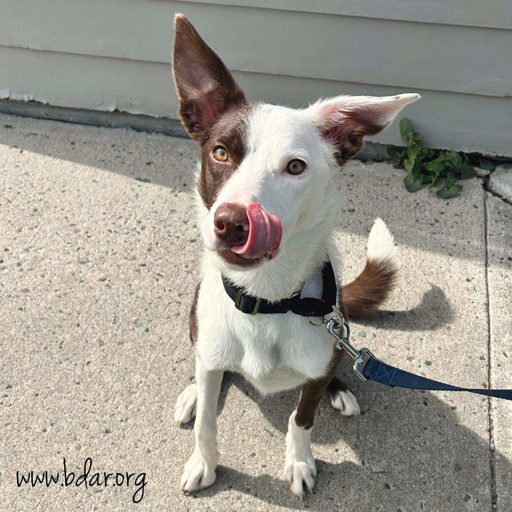 Annie, a Adoptable mixed breed in Cheyenne, WY image 2/3