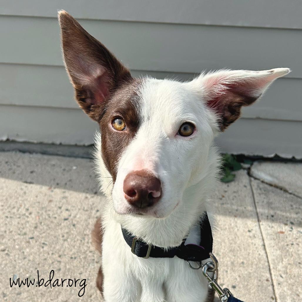 Annie, a Adoptable mixed breed in Cheyenne, WY image 3/3