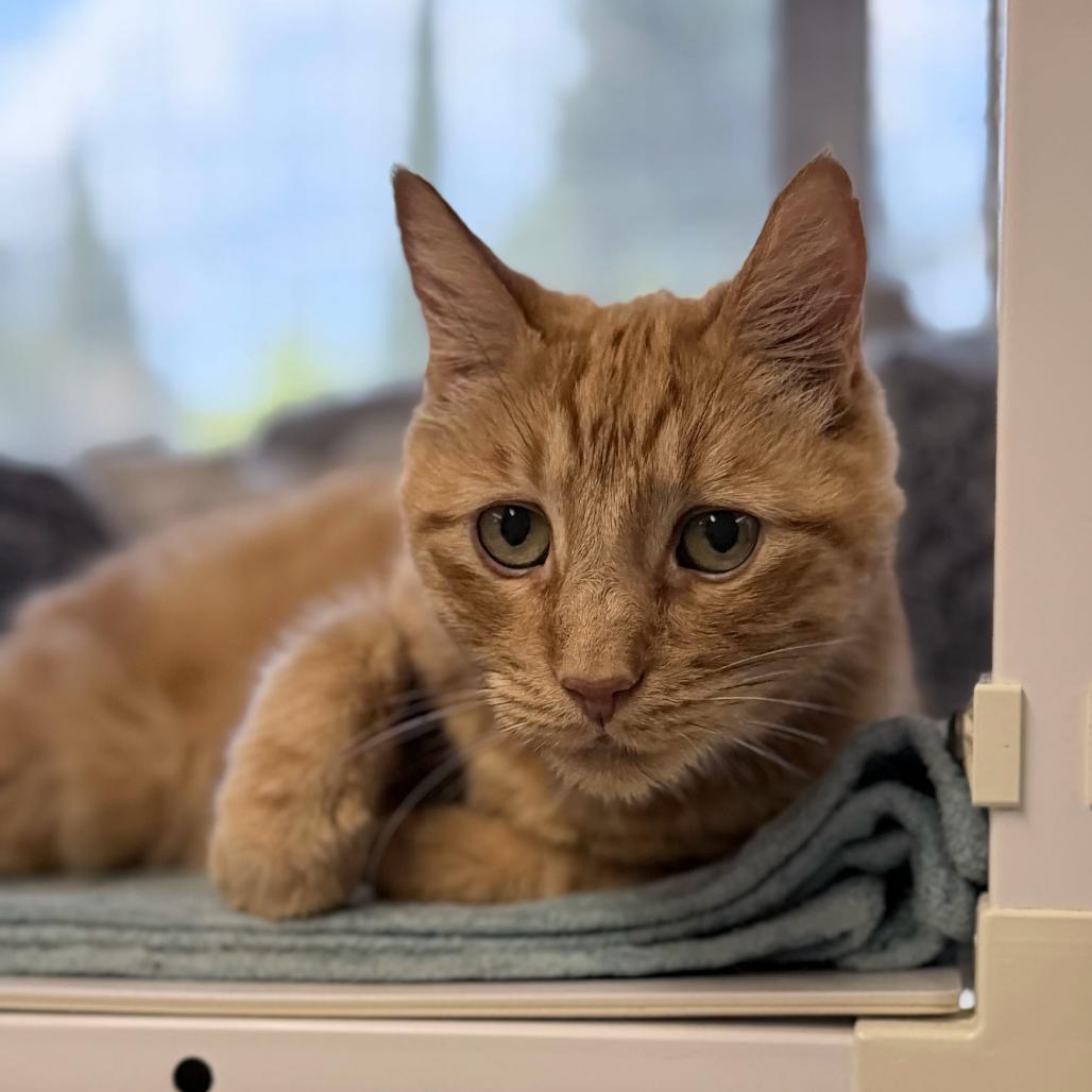 Nelson, Adoptable, Senior Male Domestic Short Hair.